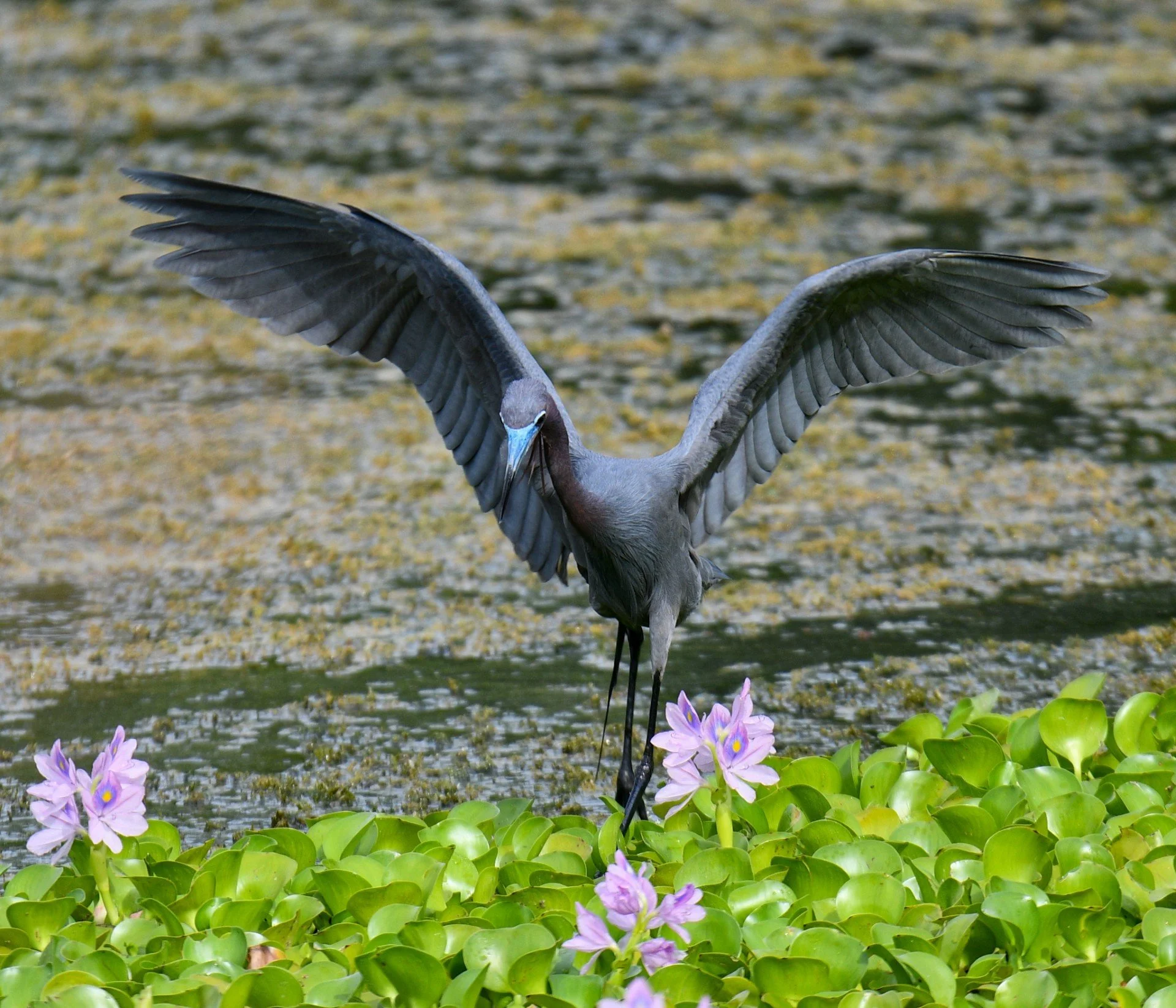 A Little Blue Heron standing in shallow, reflective water surrounded by pink water lilies.