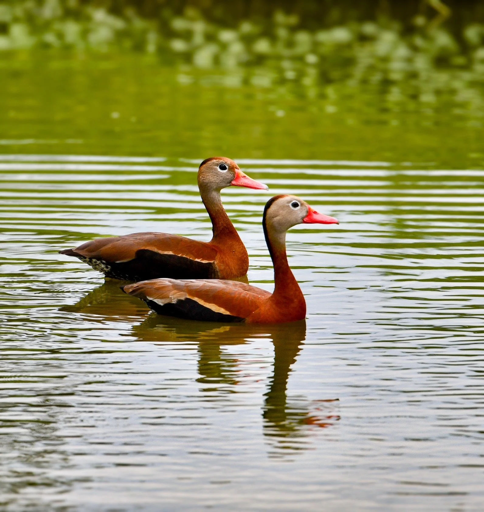 A pair of Black-Bellied Whistling Ducks swimming together in the calm, reflective water of a Florida wetland.