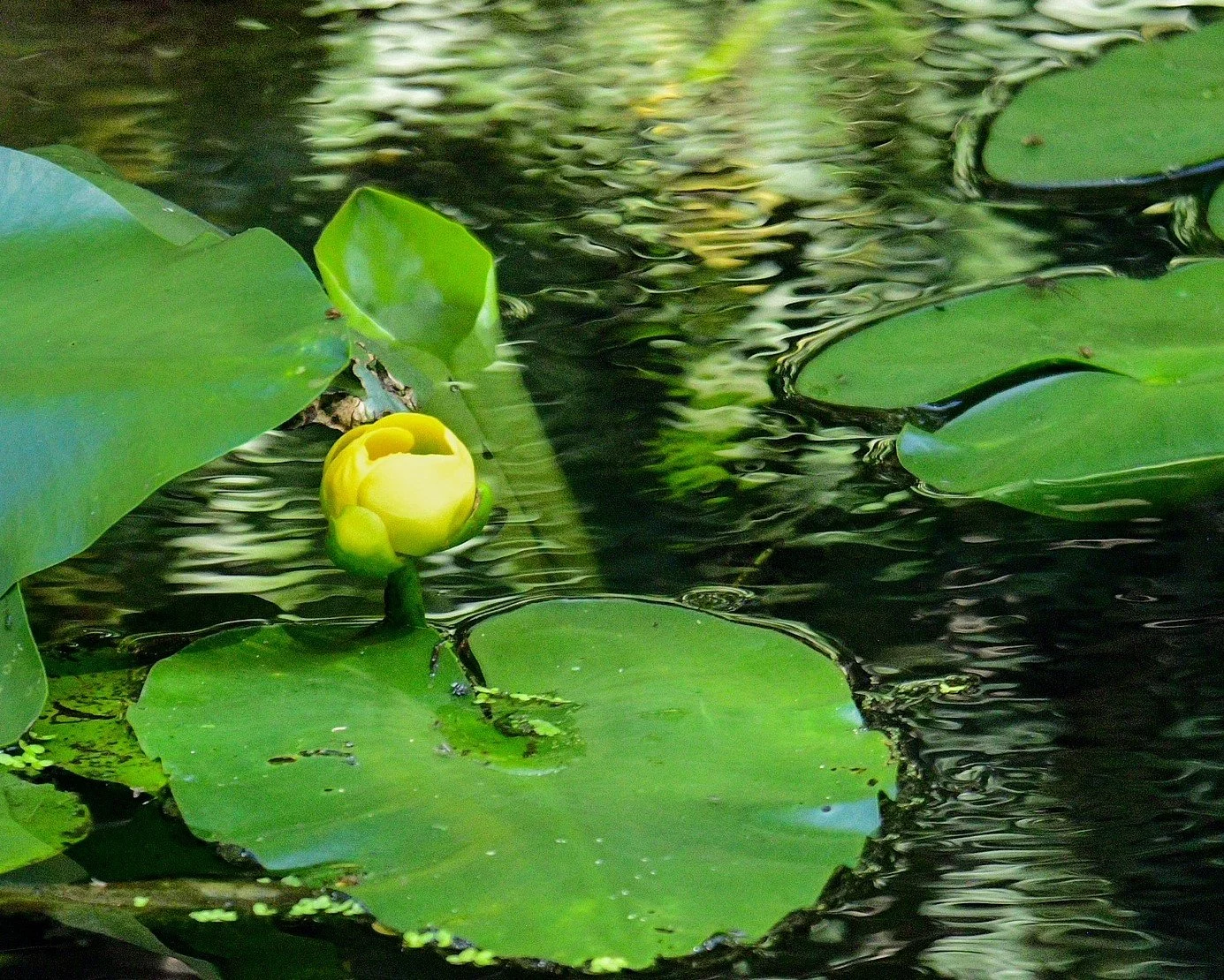A close-up of a vibrant yellow water lily floating on the surface of a tranquil Florida creek, surrounded by lush green lily pads.