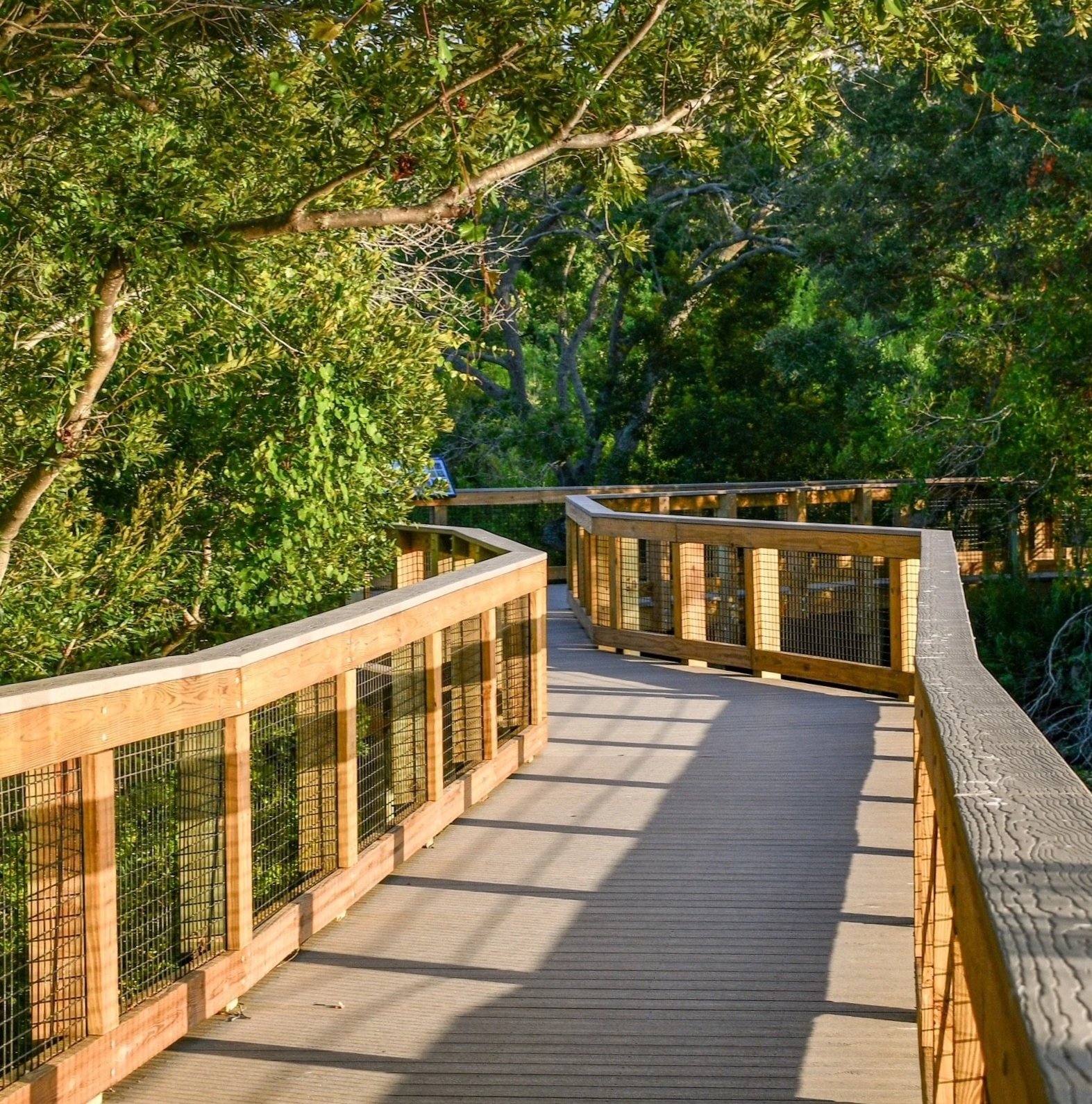 A sunlit wooden boardwalk stretching into the lush green trees and wetland at Eagle Lake Park in Largo, FL