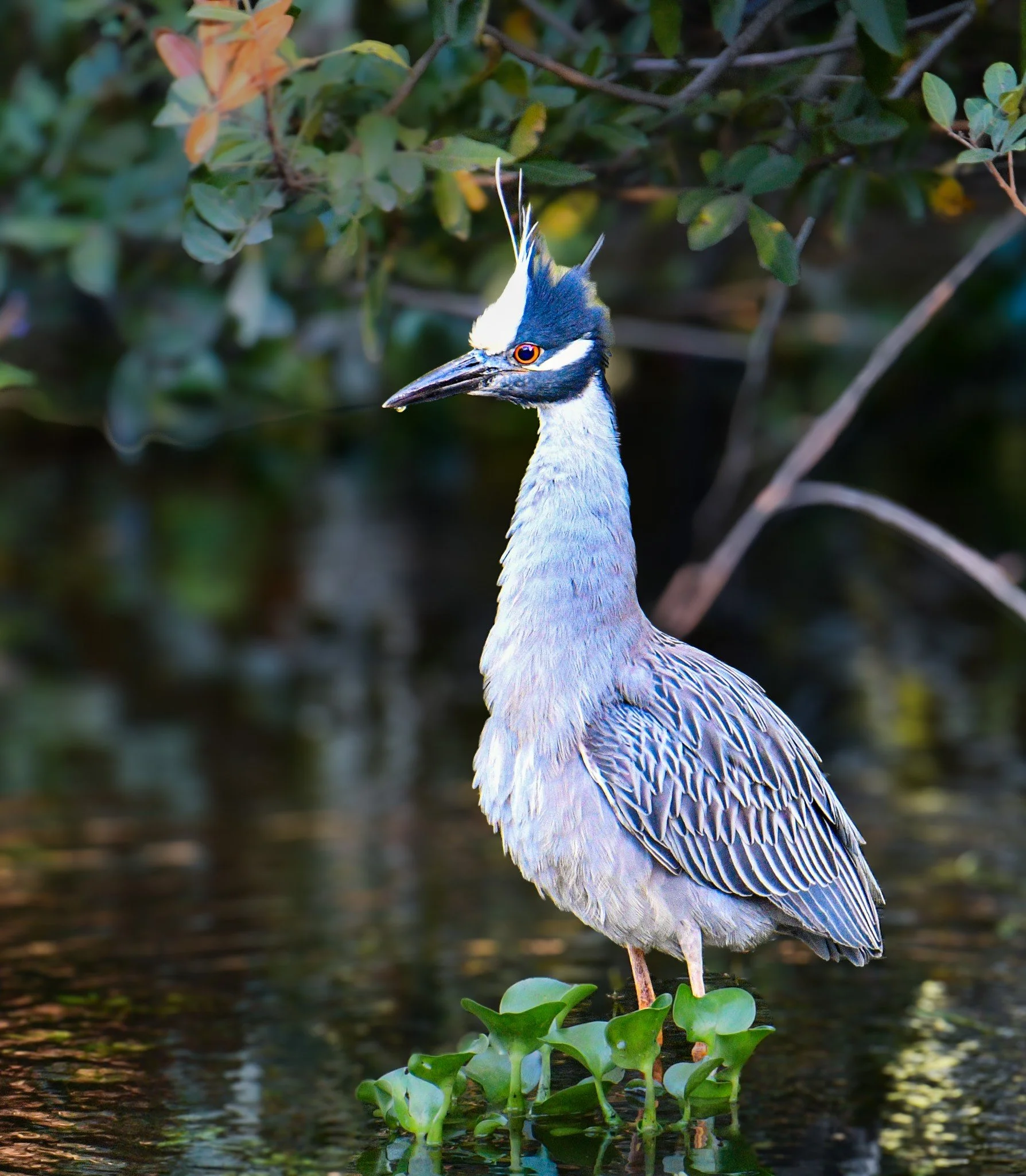 A Yellow-crowned Night-Heron with its distinctive black-and-white patterned head, standing amidst lush green wetland vegetation.