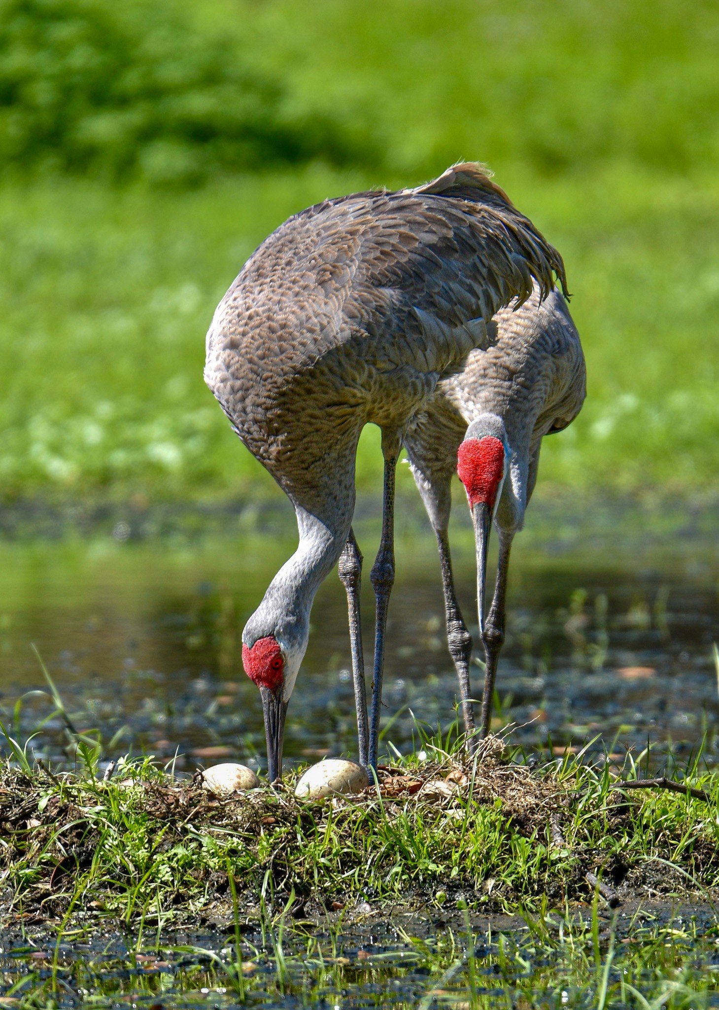 A pair of Sandhill Cranes tending to their nest containing two eggs in a grassy wetland.