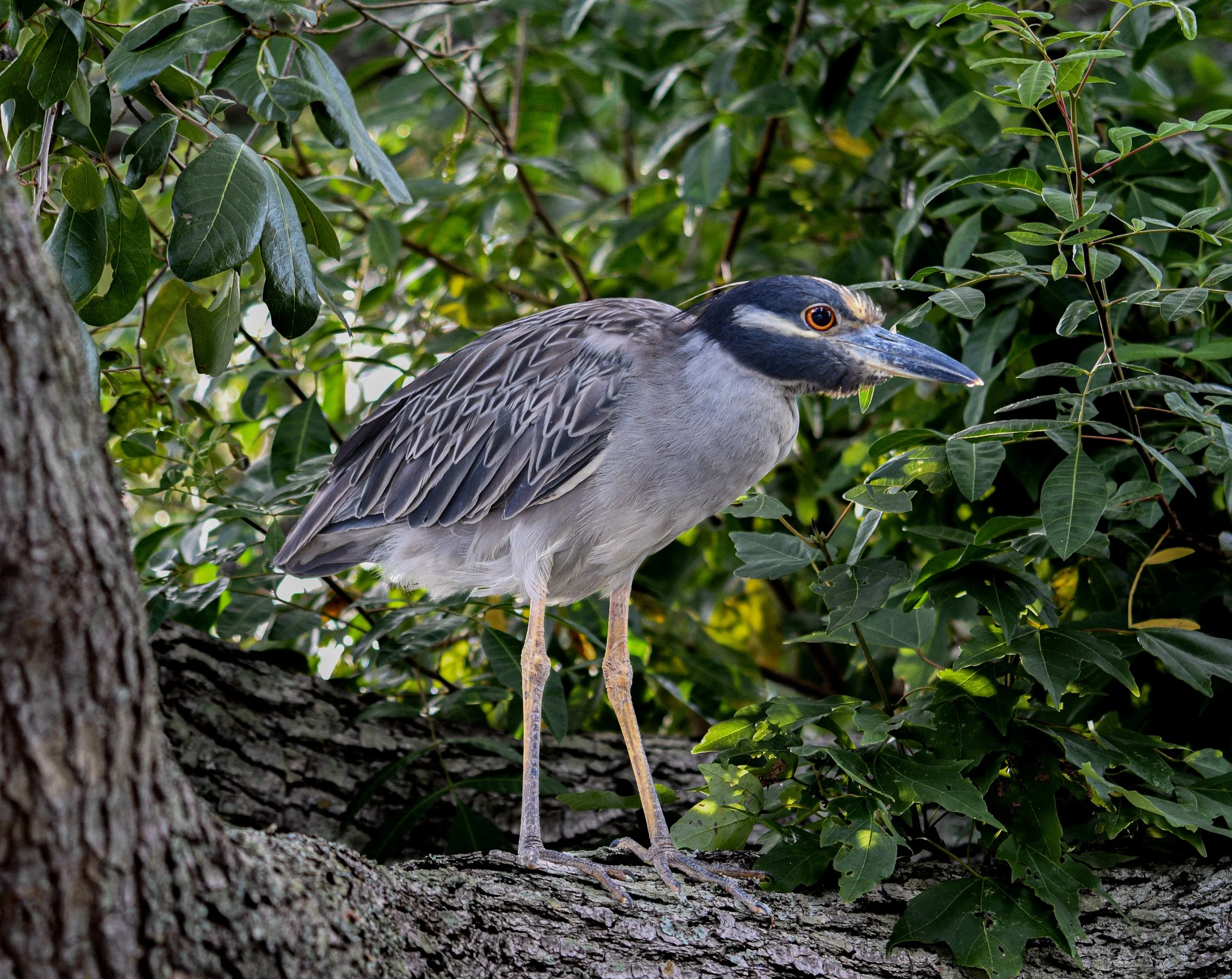 Yellow-crowned night heron standing on a tree branch surrounded by dense green foliage.