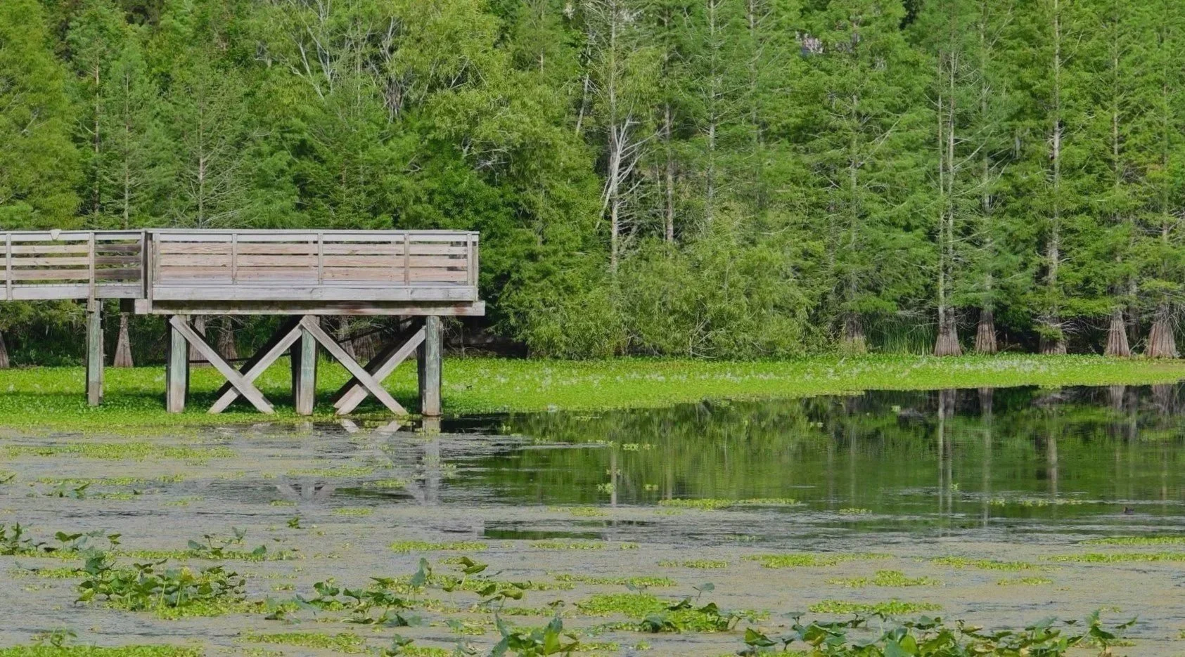 A view from the wooden observation deck at Kapok Park in Clearwater, looking out over the calm, Alligator Creek surrounded by lush green trees.
