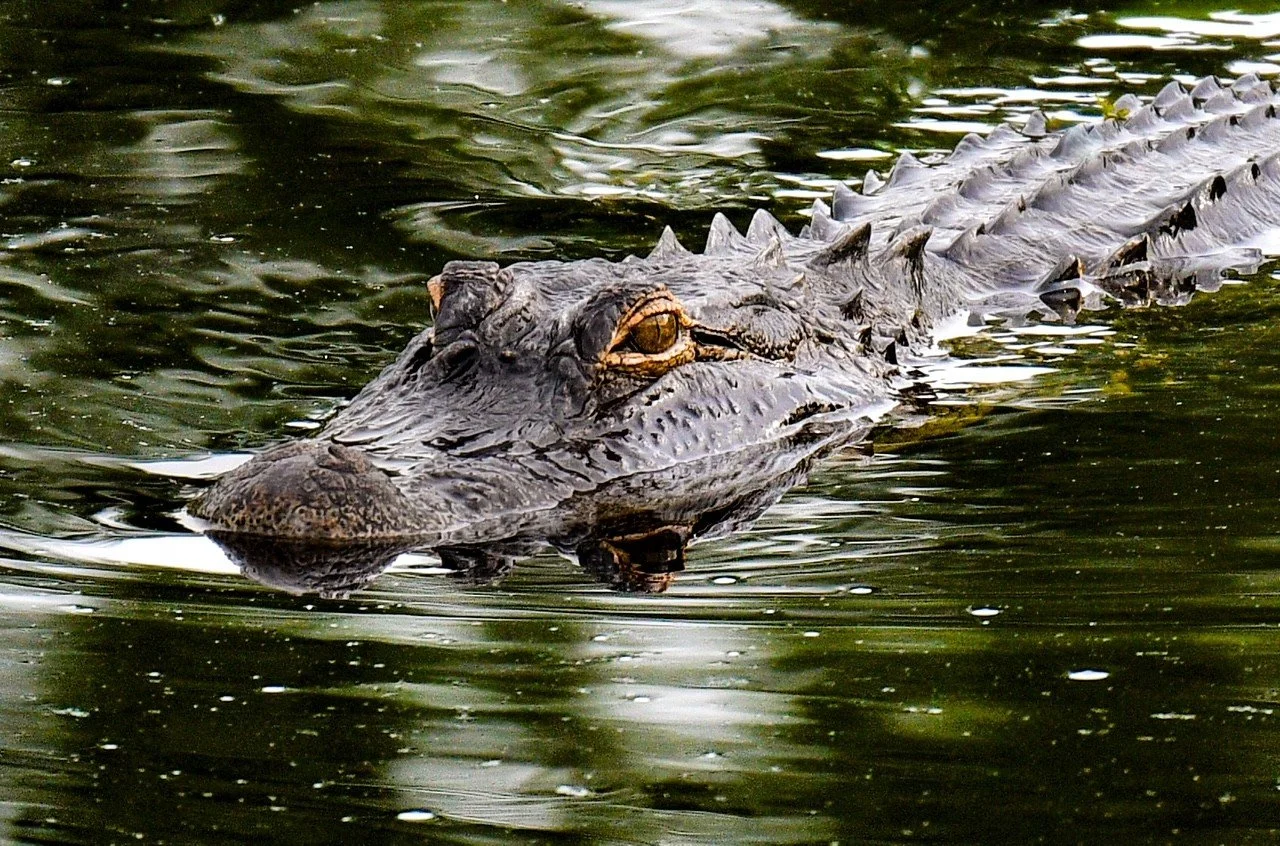 A close-up of an American Alligator partially submerged in calm, dark water in a Florida wetland habitat.