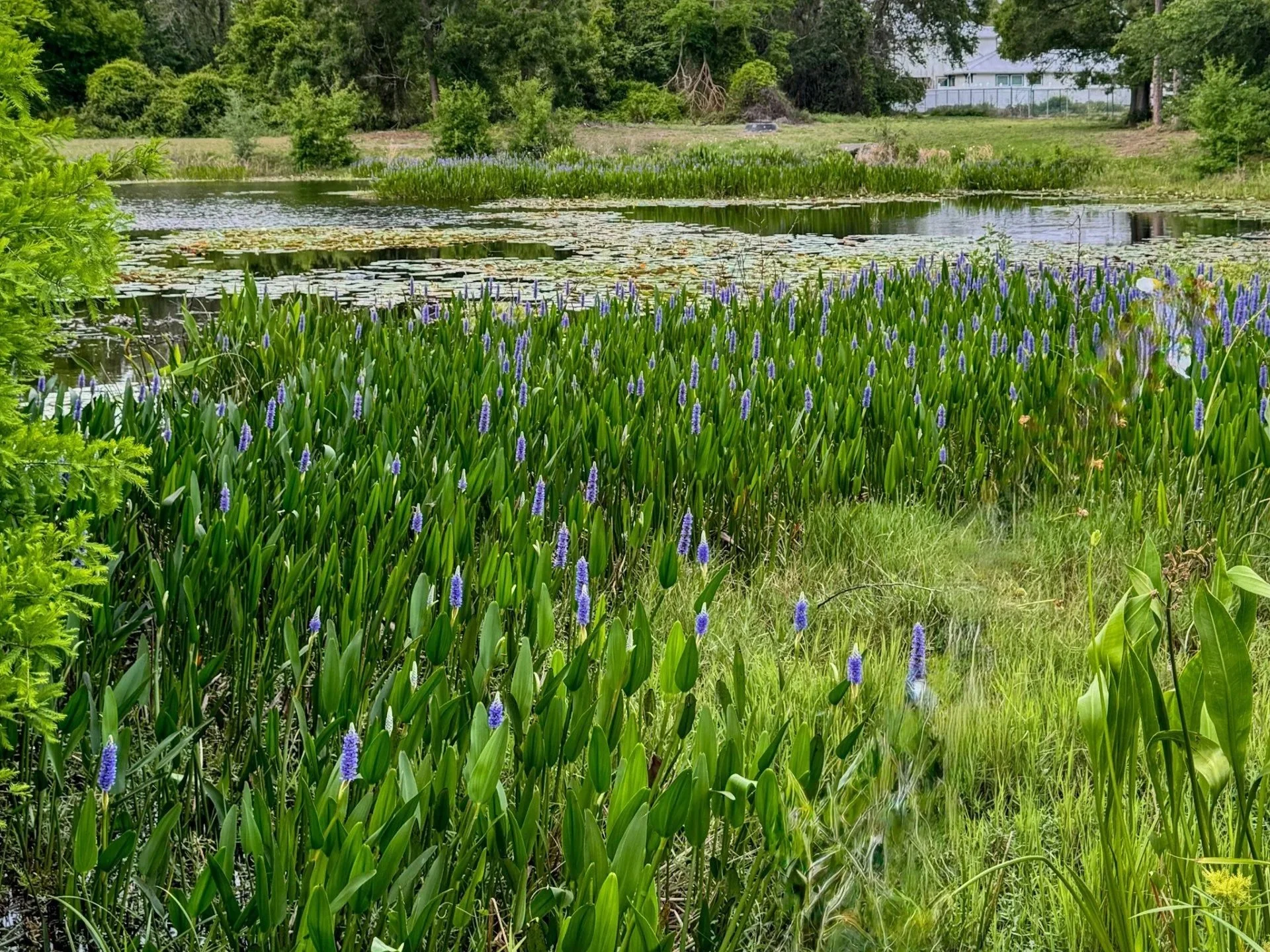 A patch of purple Pickerelweed flowers blooming in the shallow, calm water of a creek in Largo, Florida.