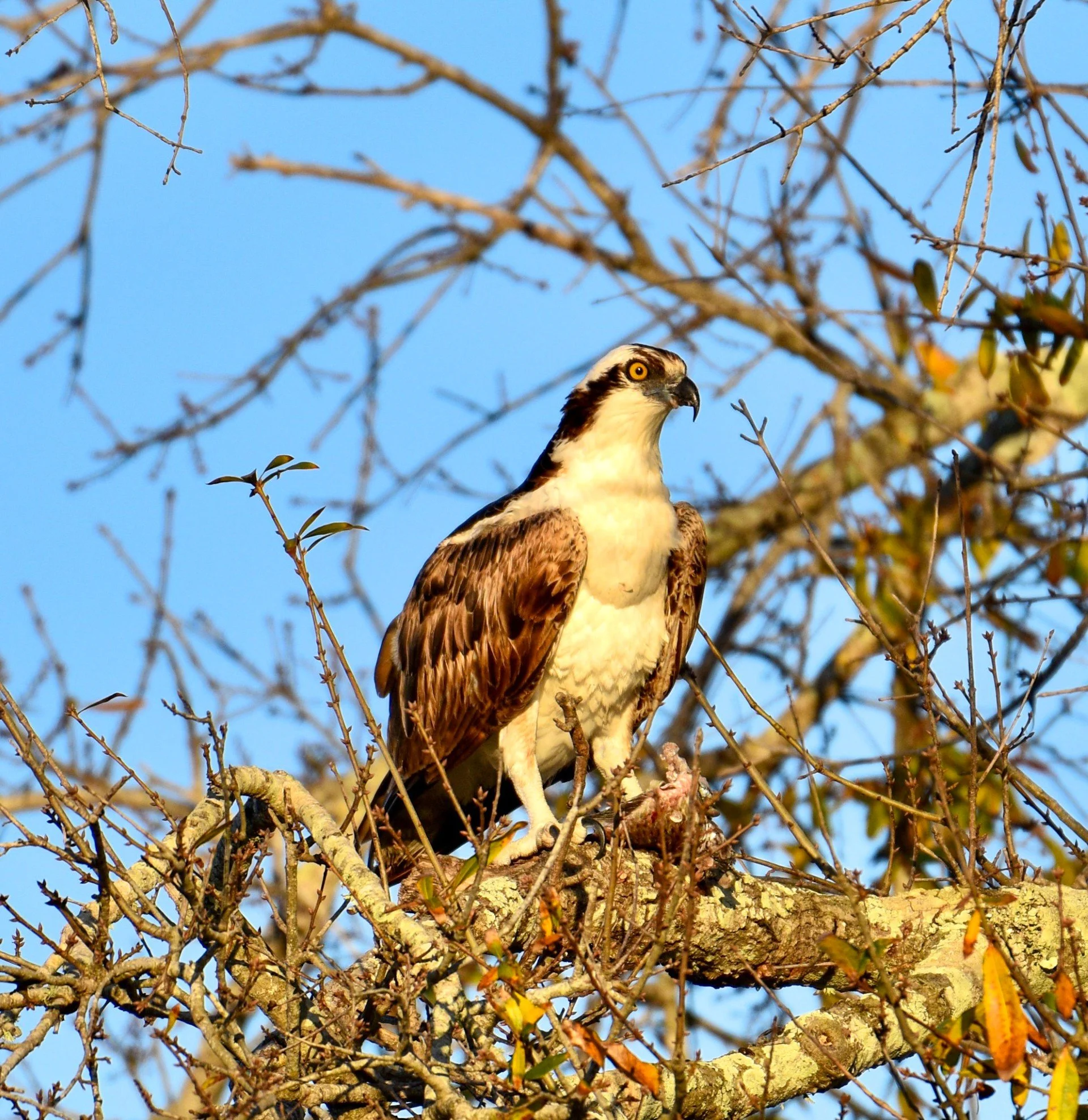 A majestic Osprey perched on a branch high in a tree, set against a bright blue Florida sky.