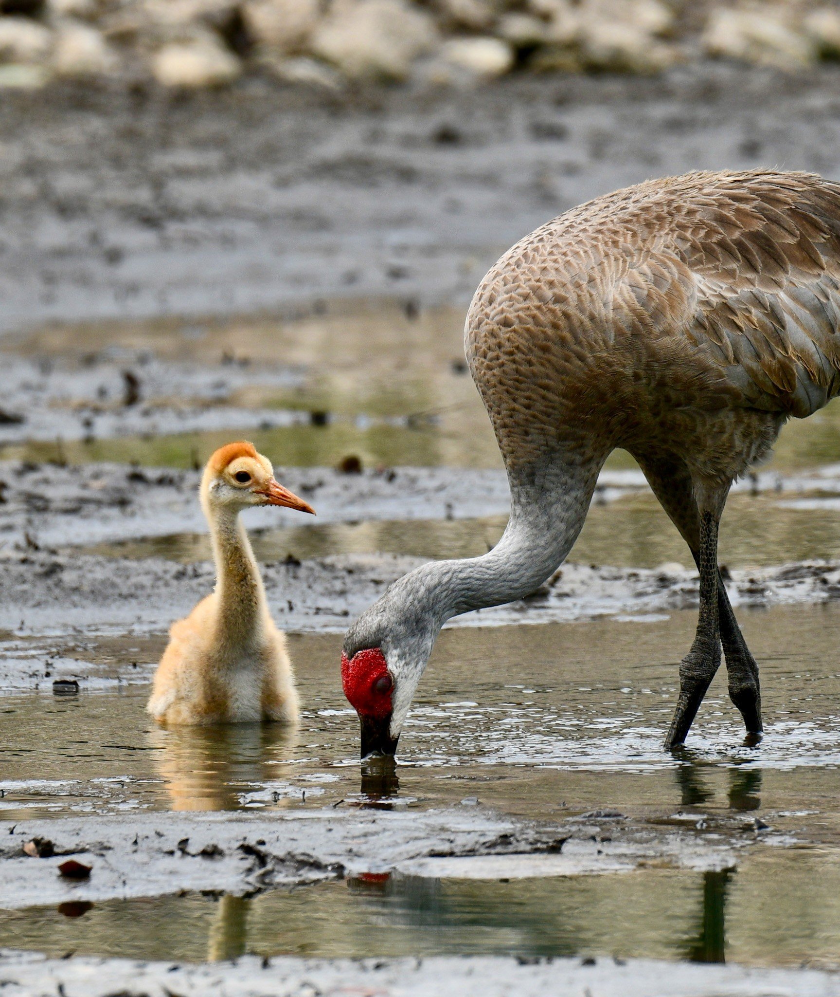 A Sandhill Crane foraging in shallow, muddy water with its young chick, set against the green grasses of a Florida wetland.