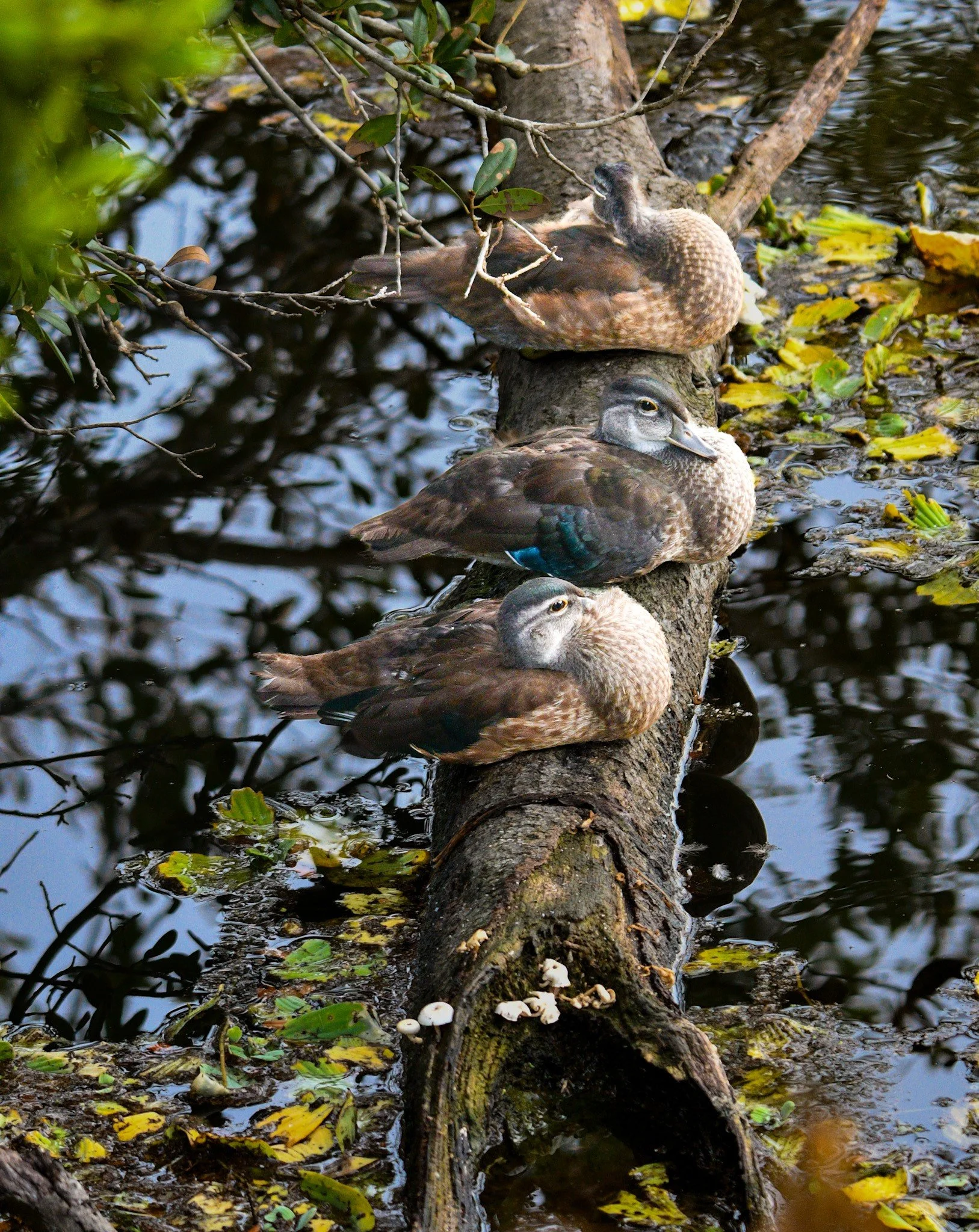 A trio of vibrant, colorful juvenile wood ducks swimming across the calm surface of Eagle Lake, Largo, FL