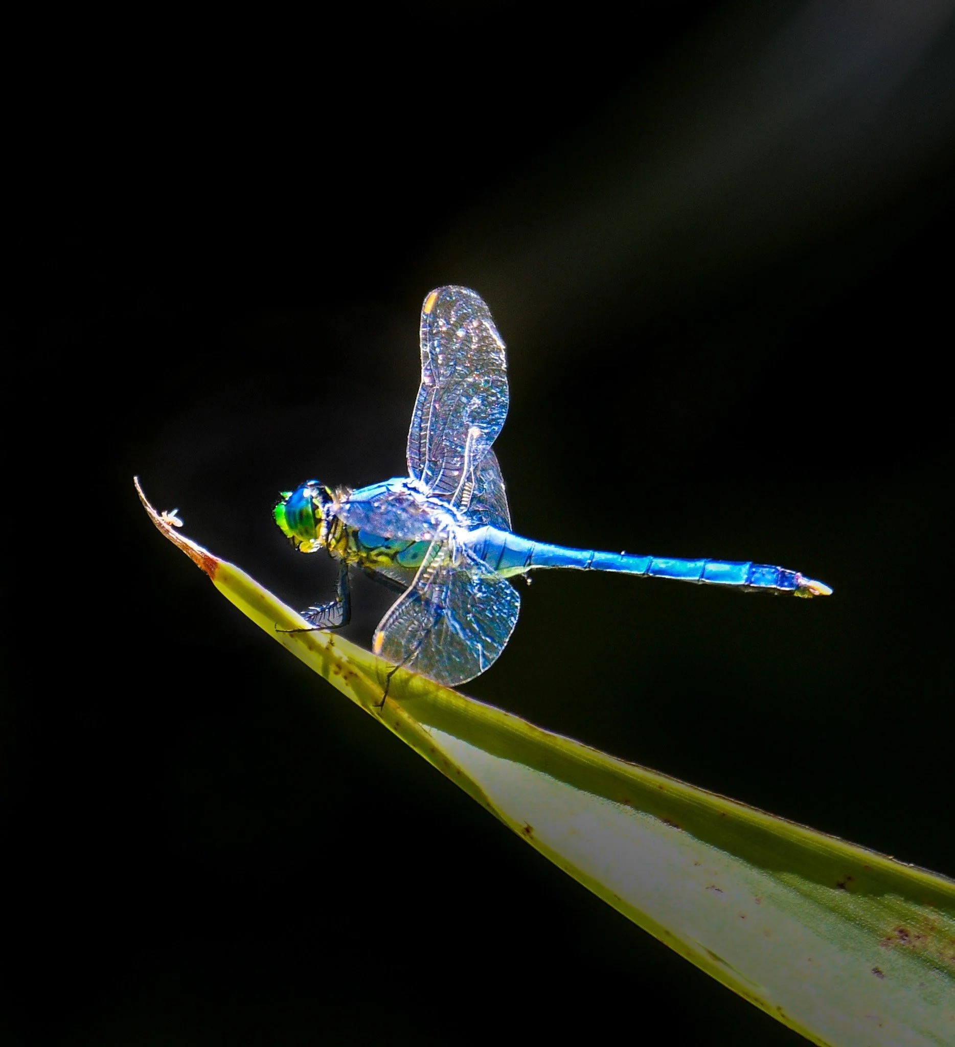 A vibrant blue dragonfly resting on a sharp, green plant leaf in a serene Florida wetland setting.