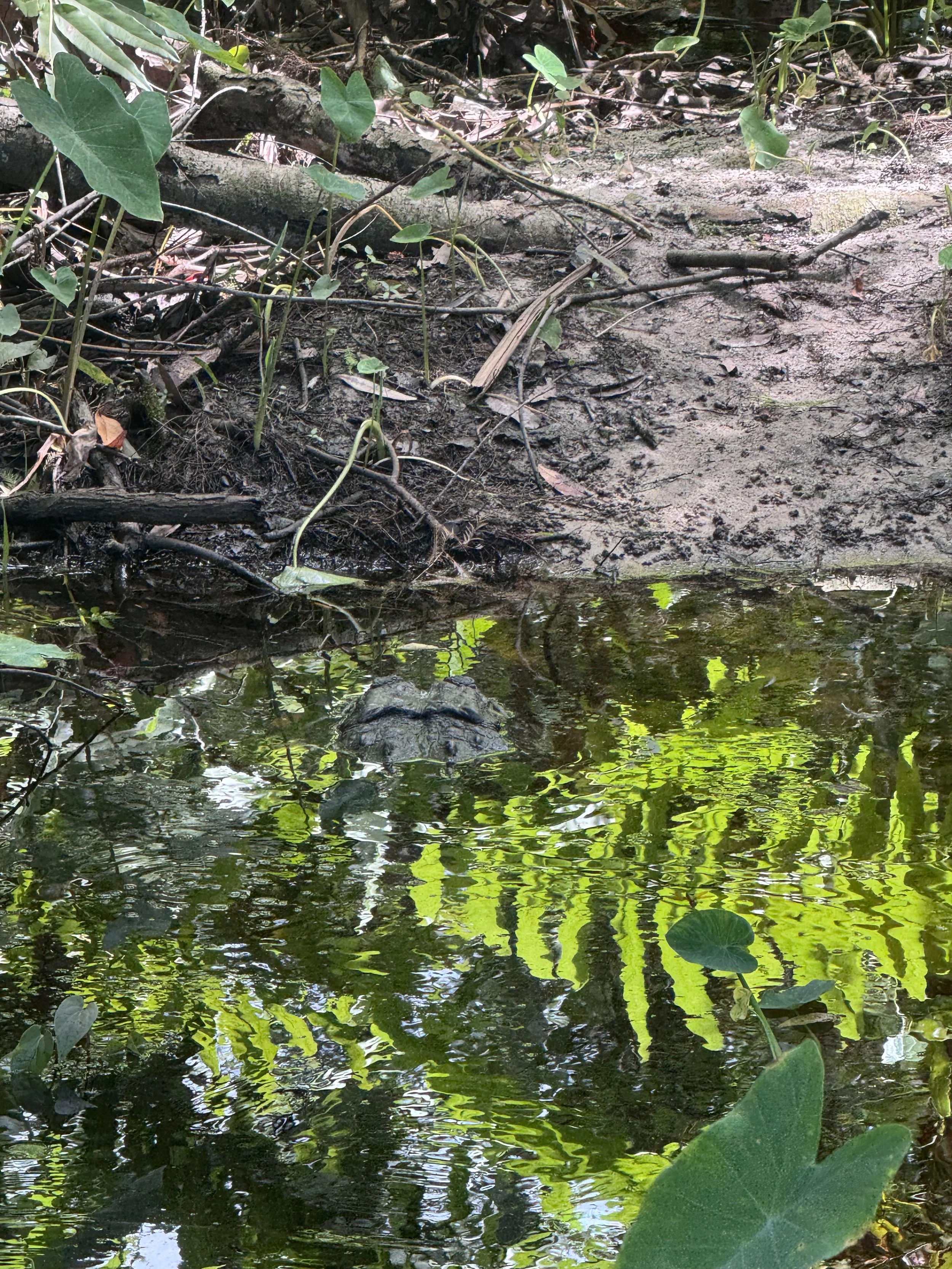 Top of an alligator’s head barely visible above the pond water. He never came all the way up, but I promise there’s a gator in there
