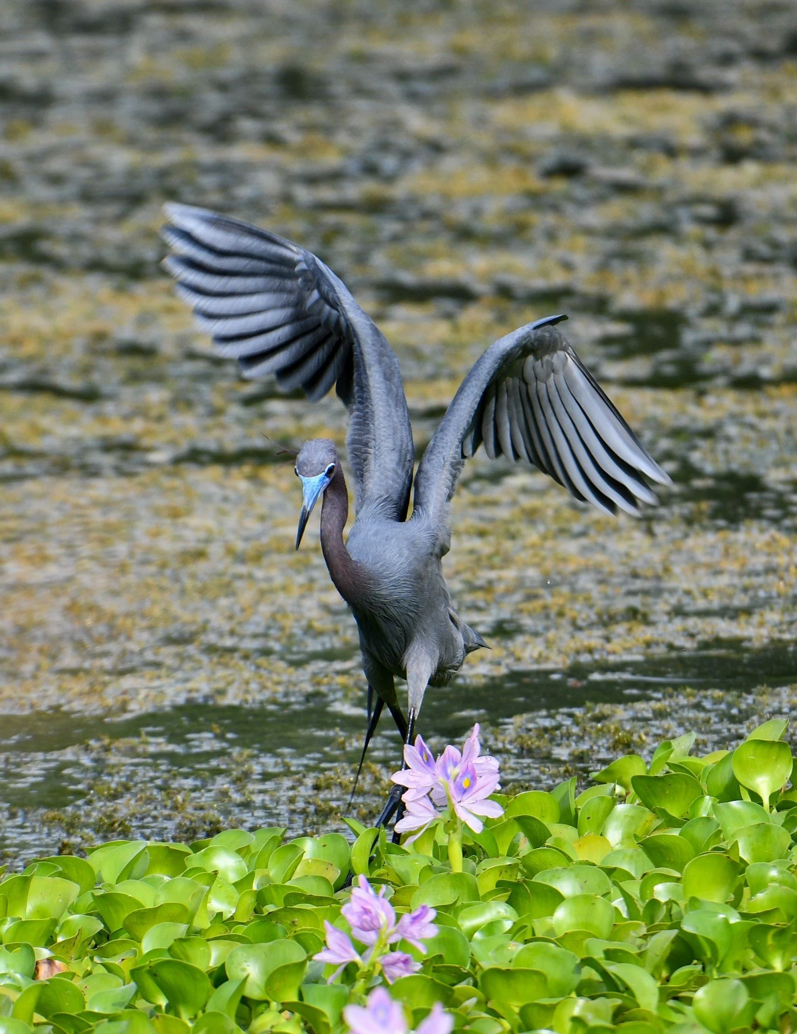 A Little Blue Heron standing in the shallow water with its wings partially raised, showcasing its slate-blue plumage at Kapok Park in Clearwater.