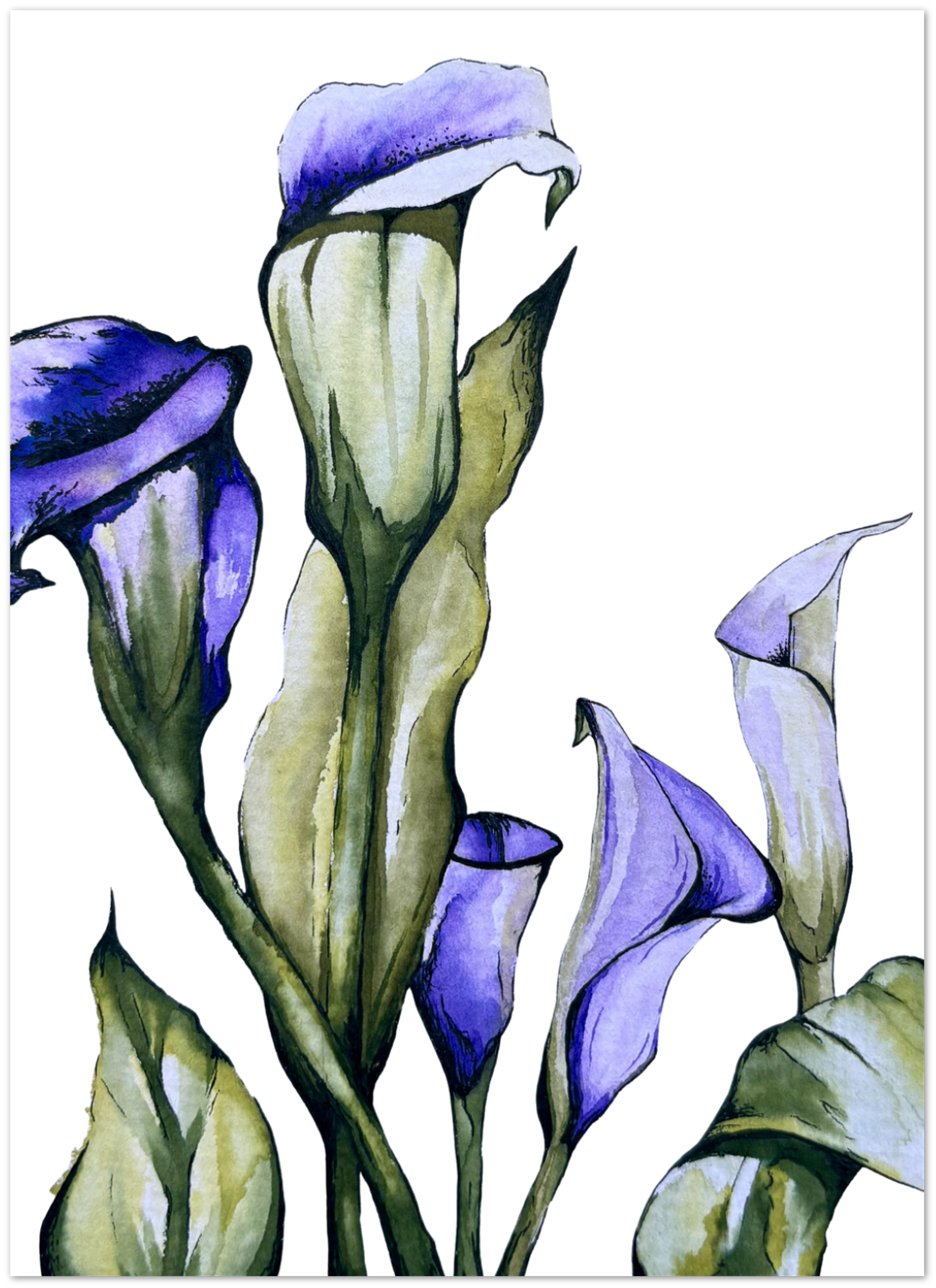 Calla Lily 
