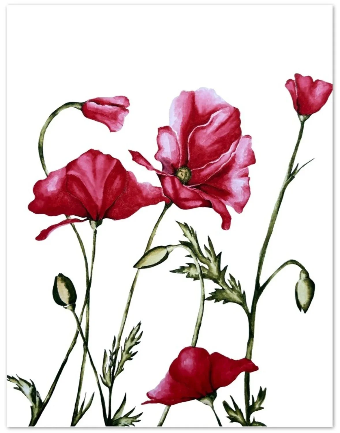 Poppies