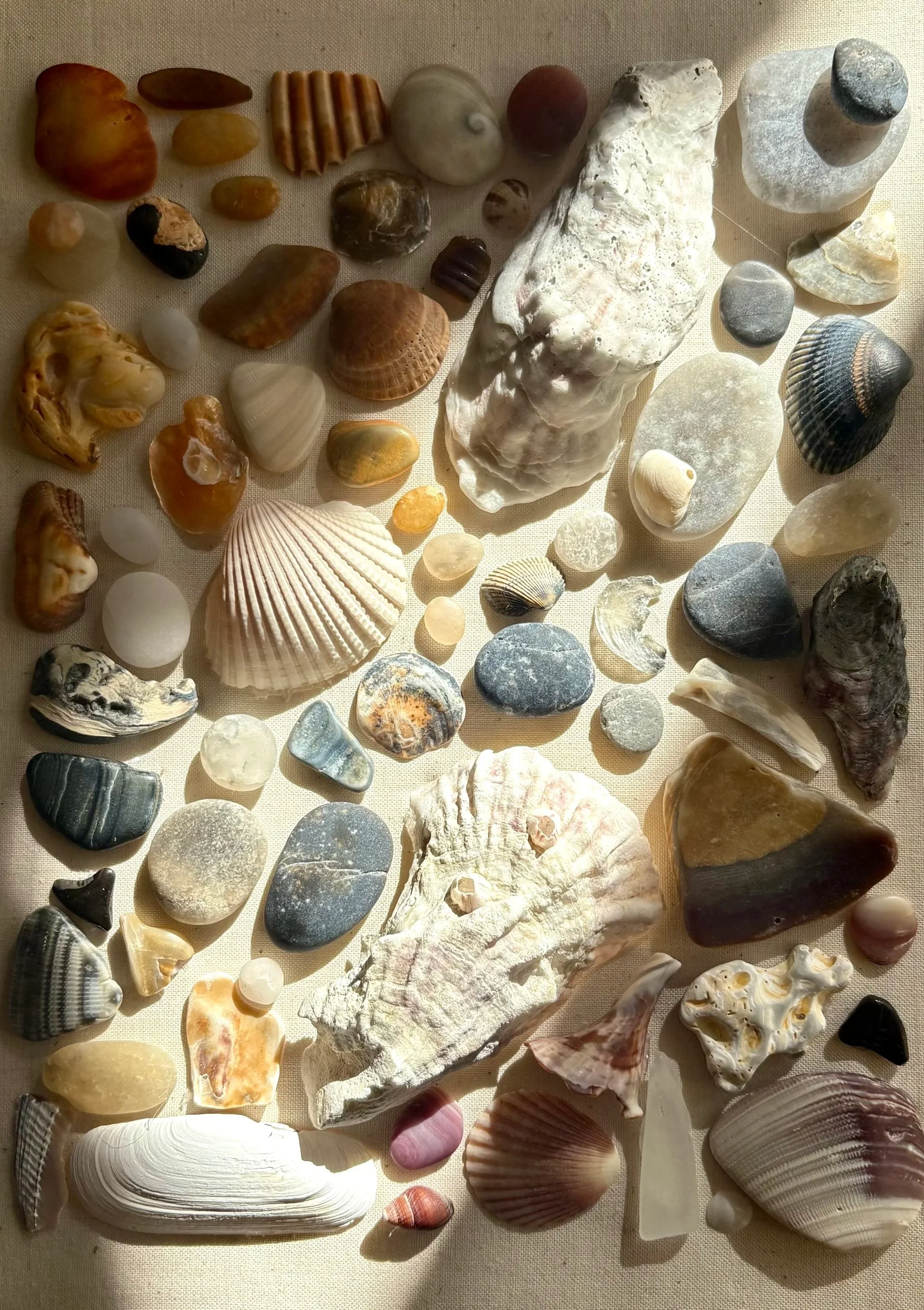 A collection of various seashells and small stones displayed on a beige surface.