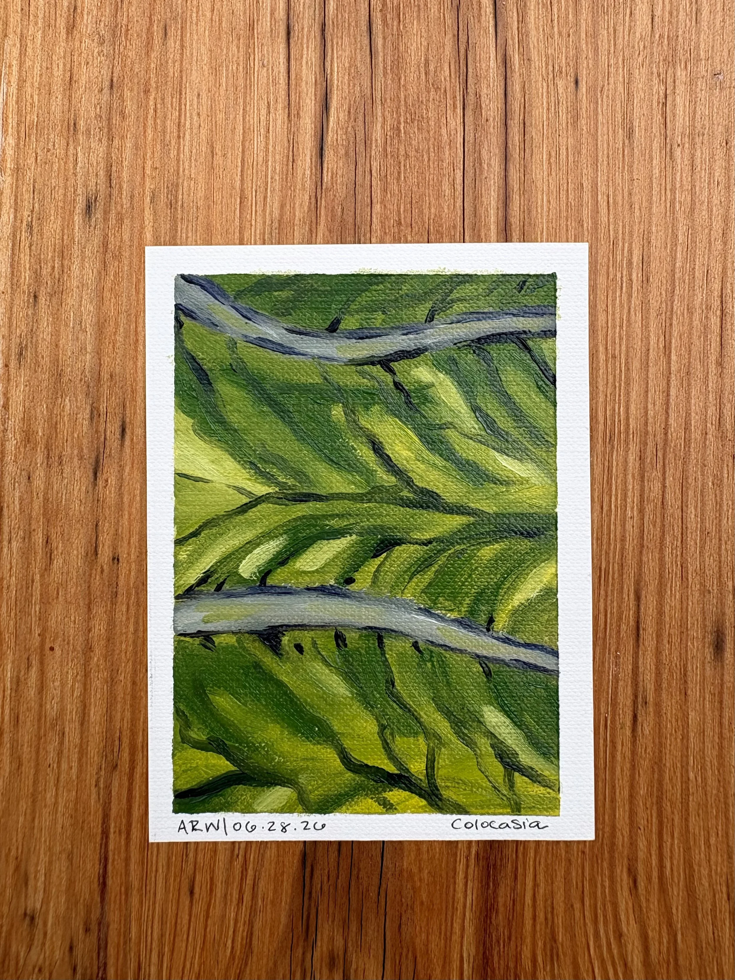 Colocasia 7