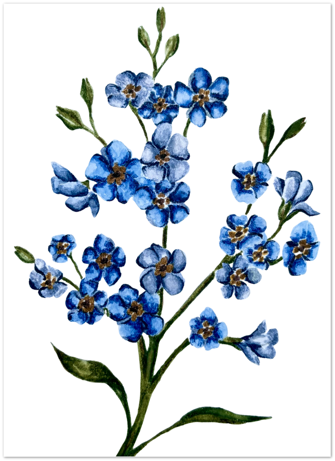 Forget Me Not
