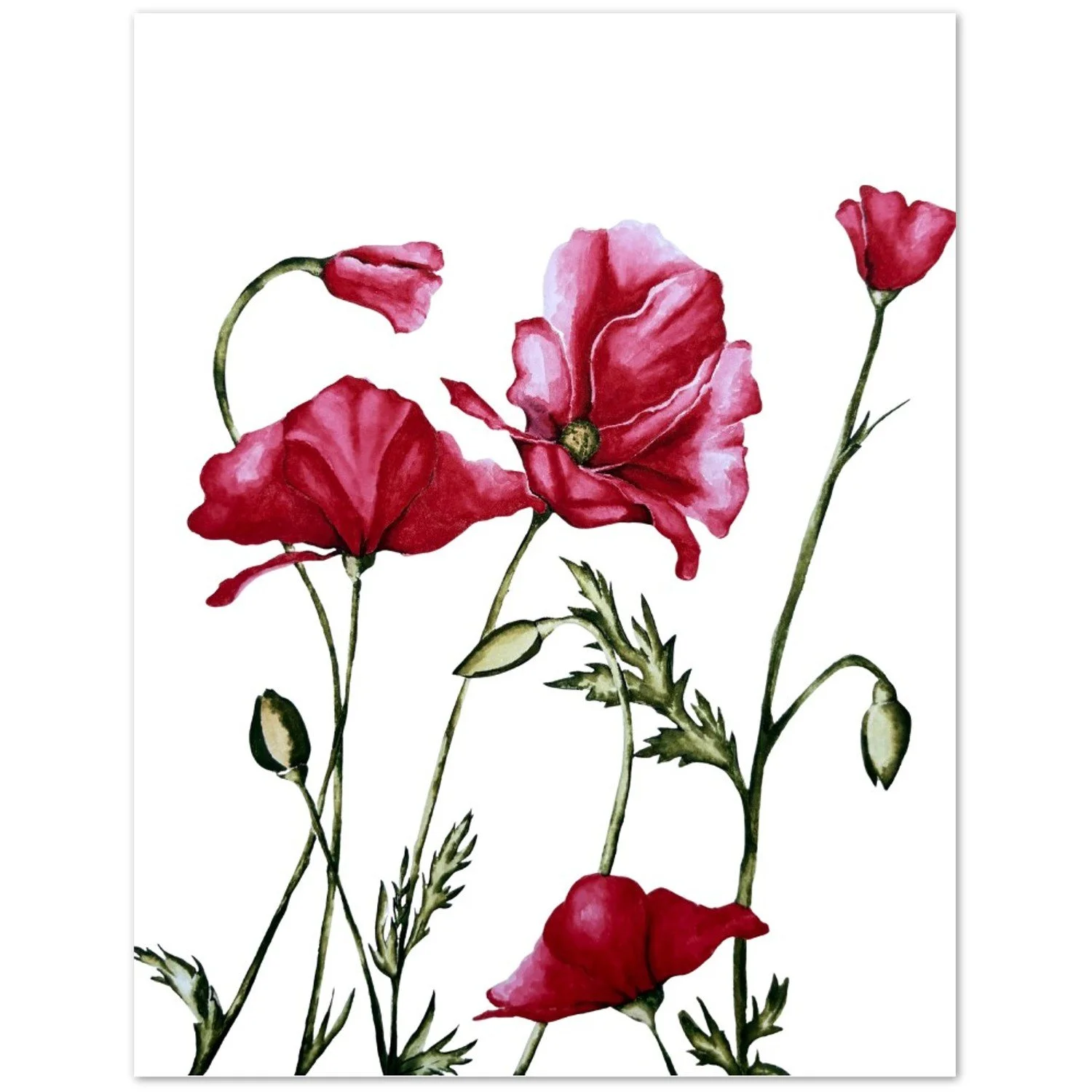 Watercolor painting of red poppy flowers with green stems and leaves on a white background.
