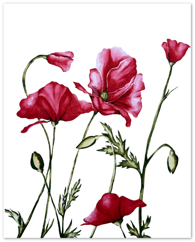 poppies.png
