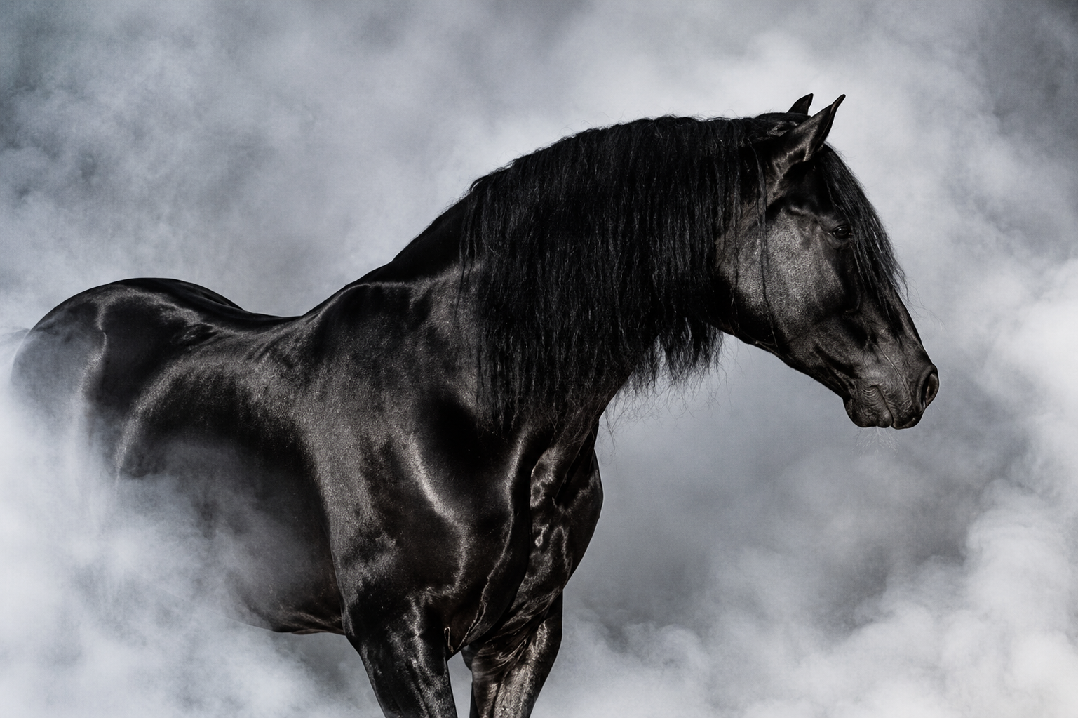 Black stallion representing strength and advocacy for California property insurance claims