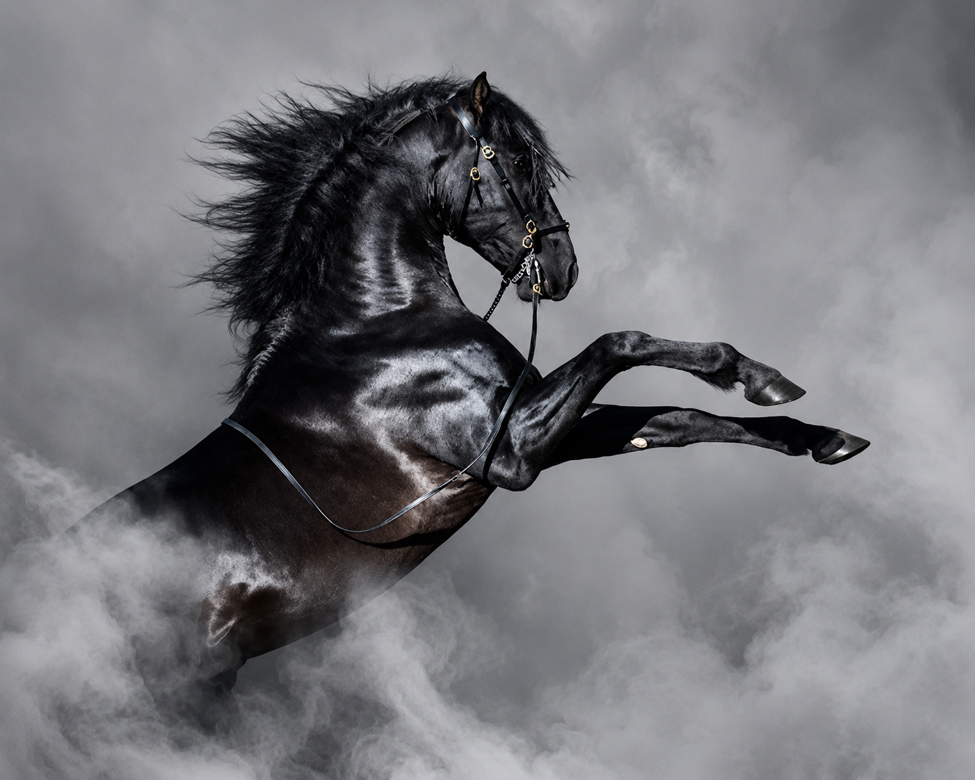 Black stallion representing strength and advocacy for California property insurance claims