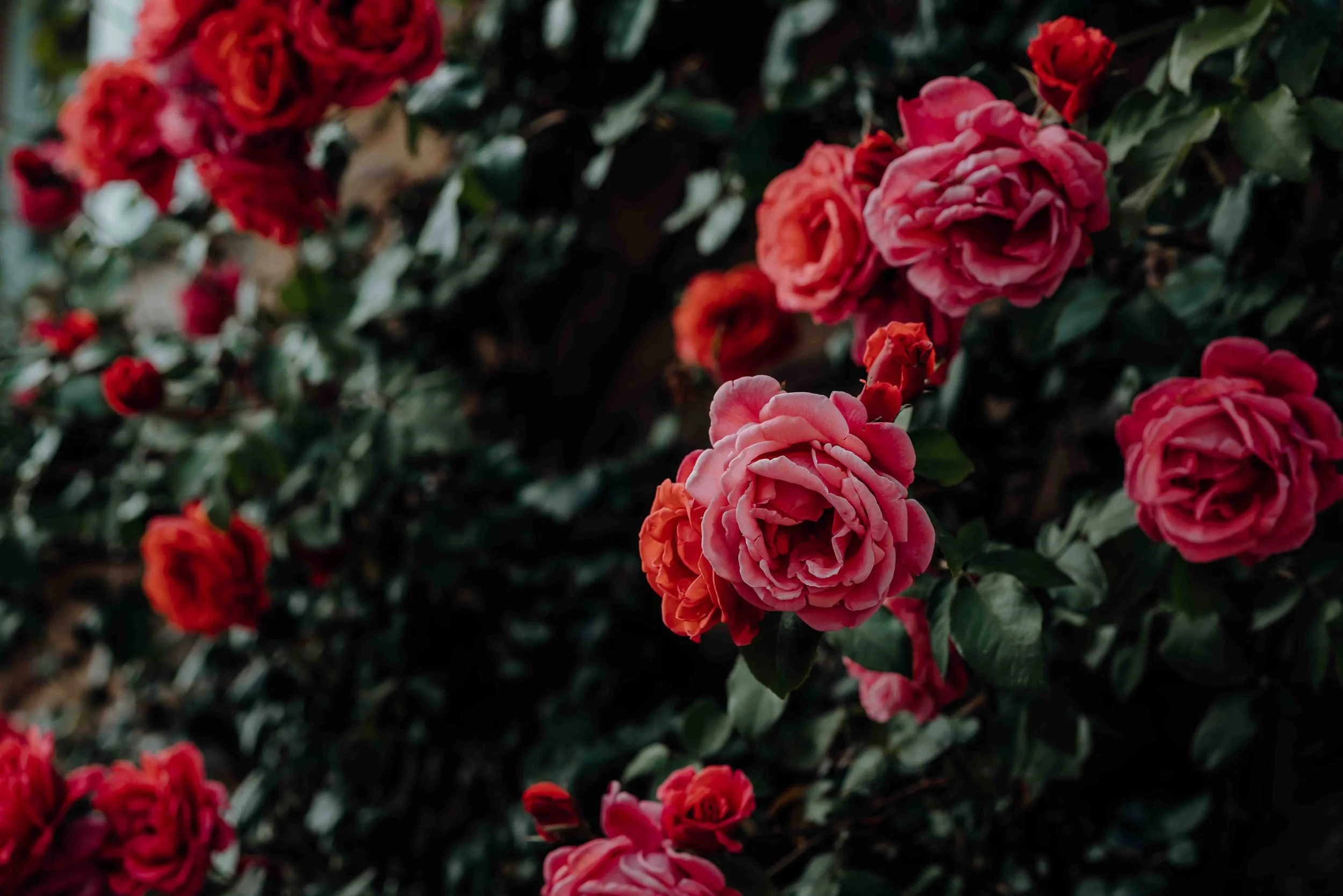 Red and pink roses 