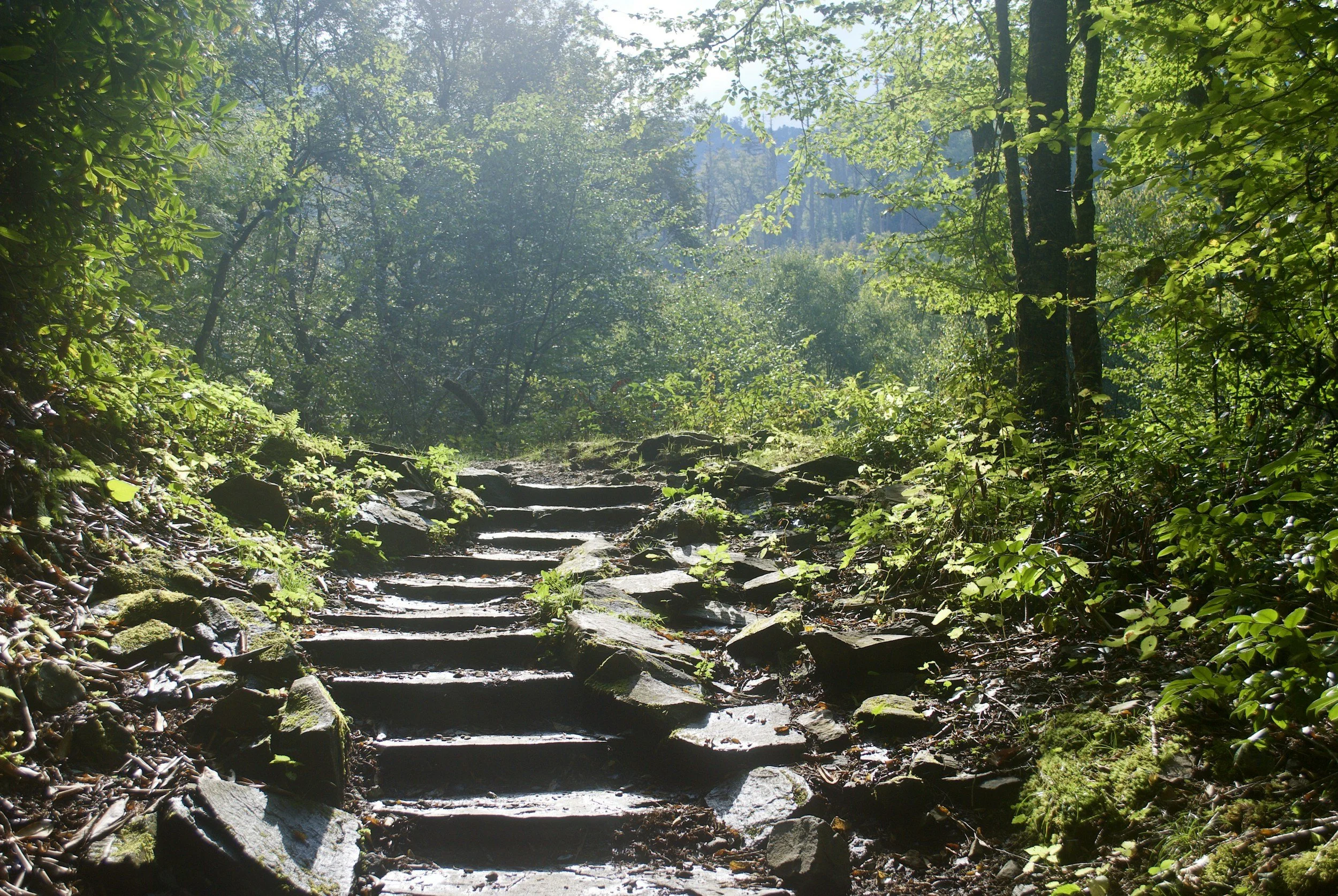 health consultations help you on the path of wellness