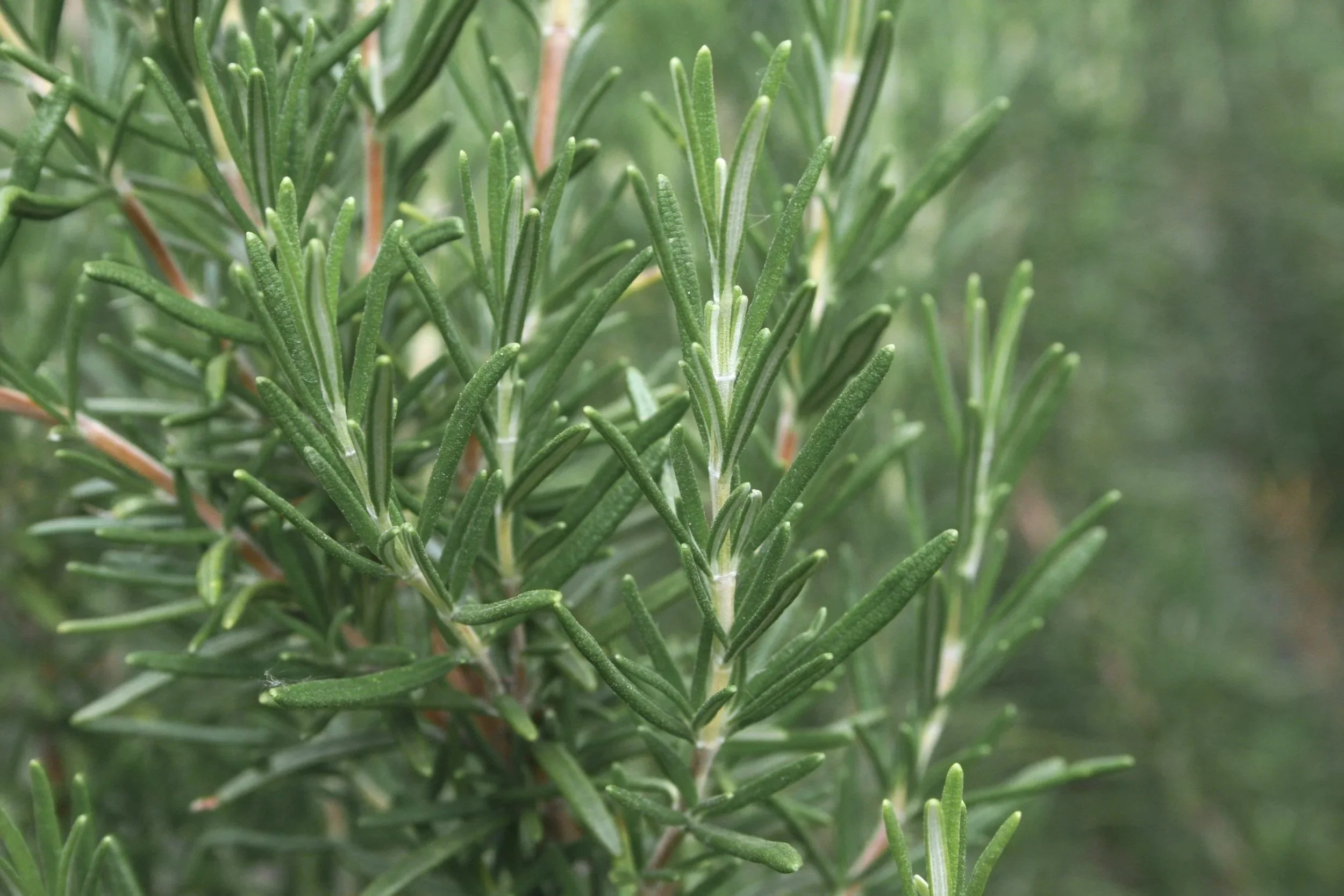 Rosemary: Enhance Your Memory and Mental Clarity