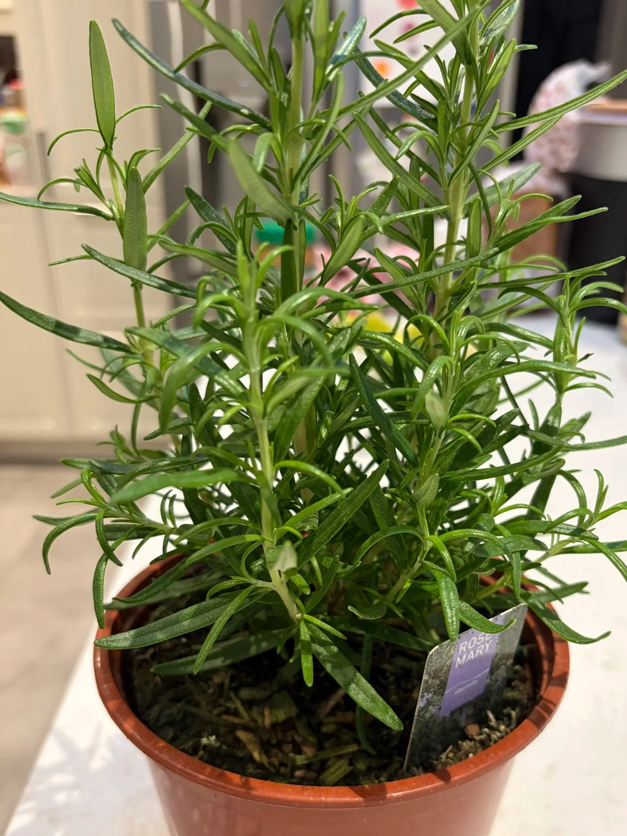 Nicole Jasik, clinical herbalist, blogs about the cognitive benefits of rosemary. You can use a rosemary plant growing in your house and use a little bit all year round to enhance memory and mental clarity.