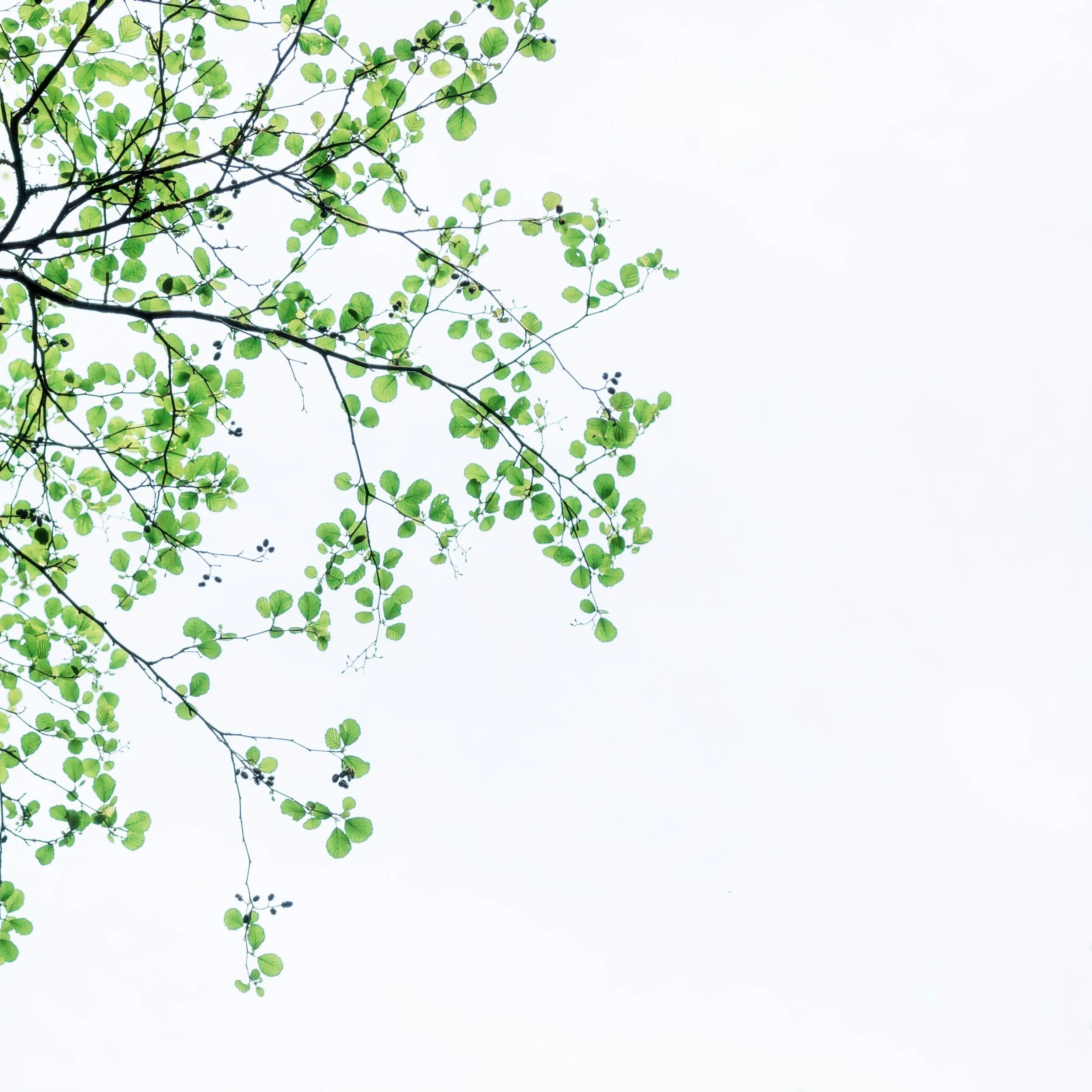 Tree branches with green leaves and dark berries, set against a bright, overcast sky.