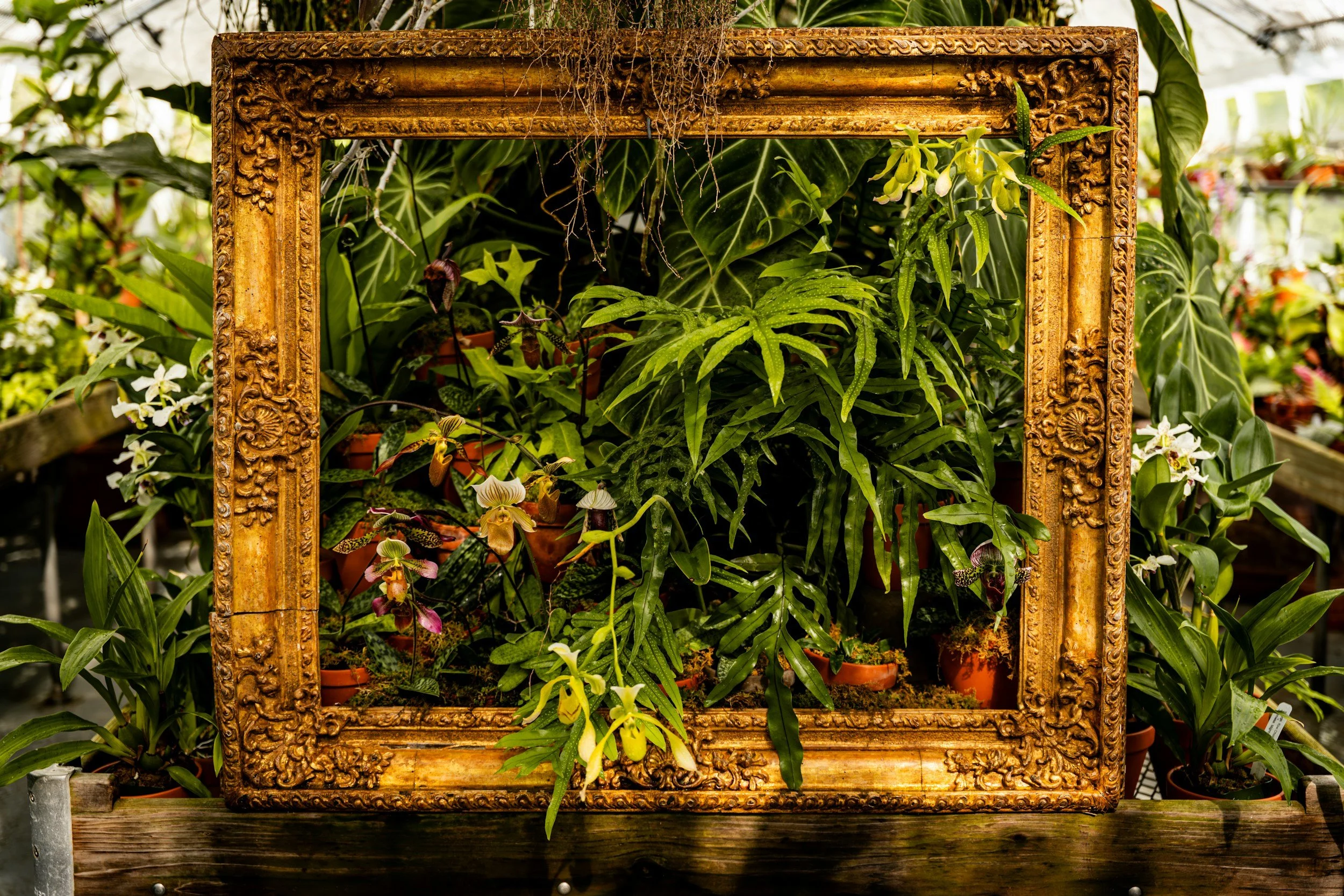 A decorative gold-colored picture frame surrounds lush green tropical plants, with various flowers and leaves in the background.