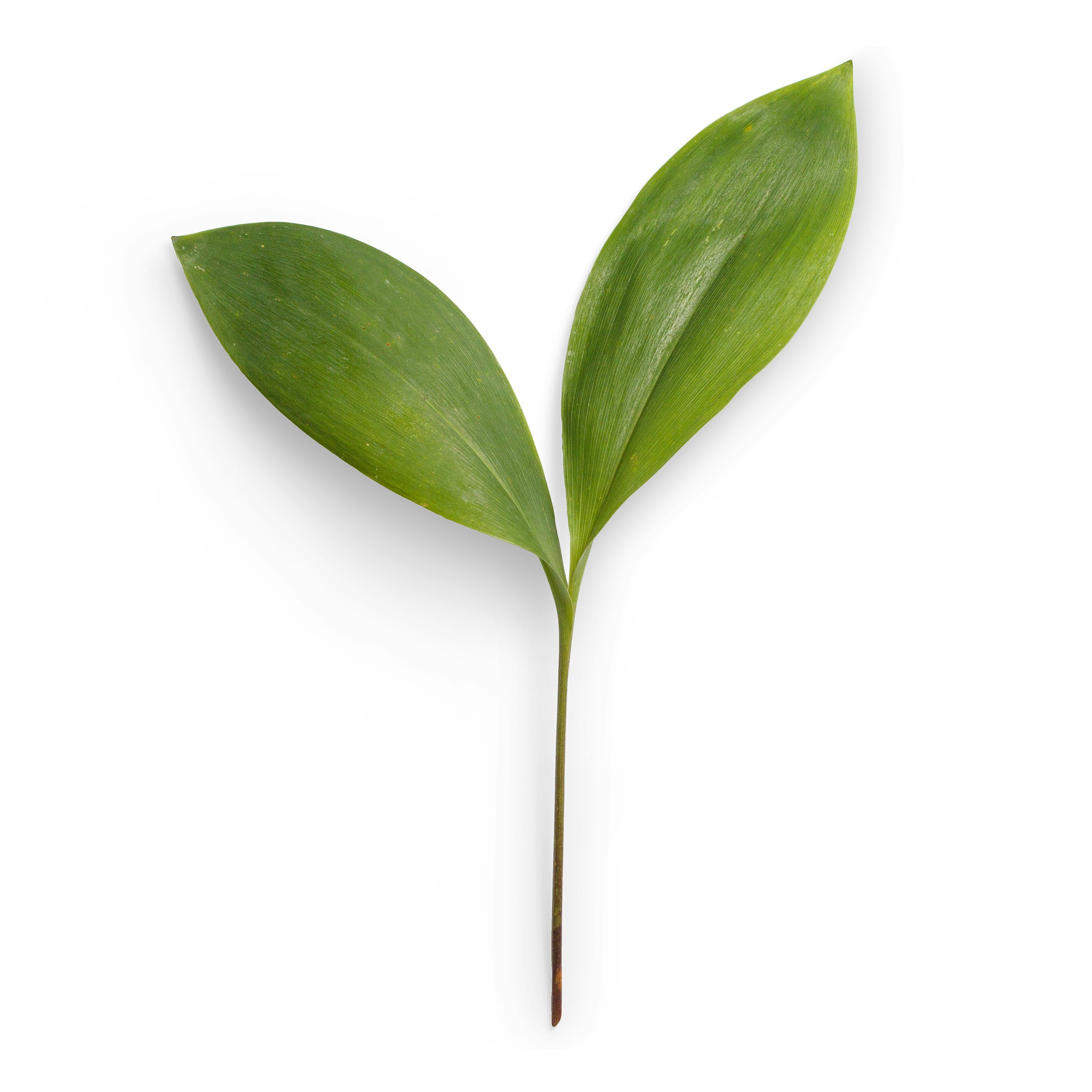 Two green leaves attached to a single stem, with a white background.