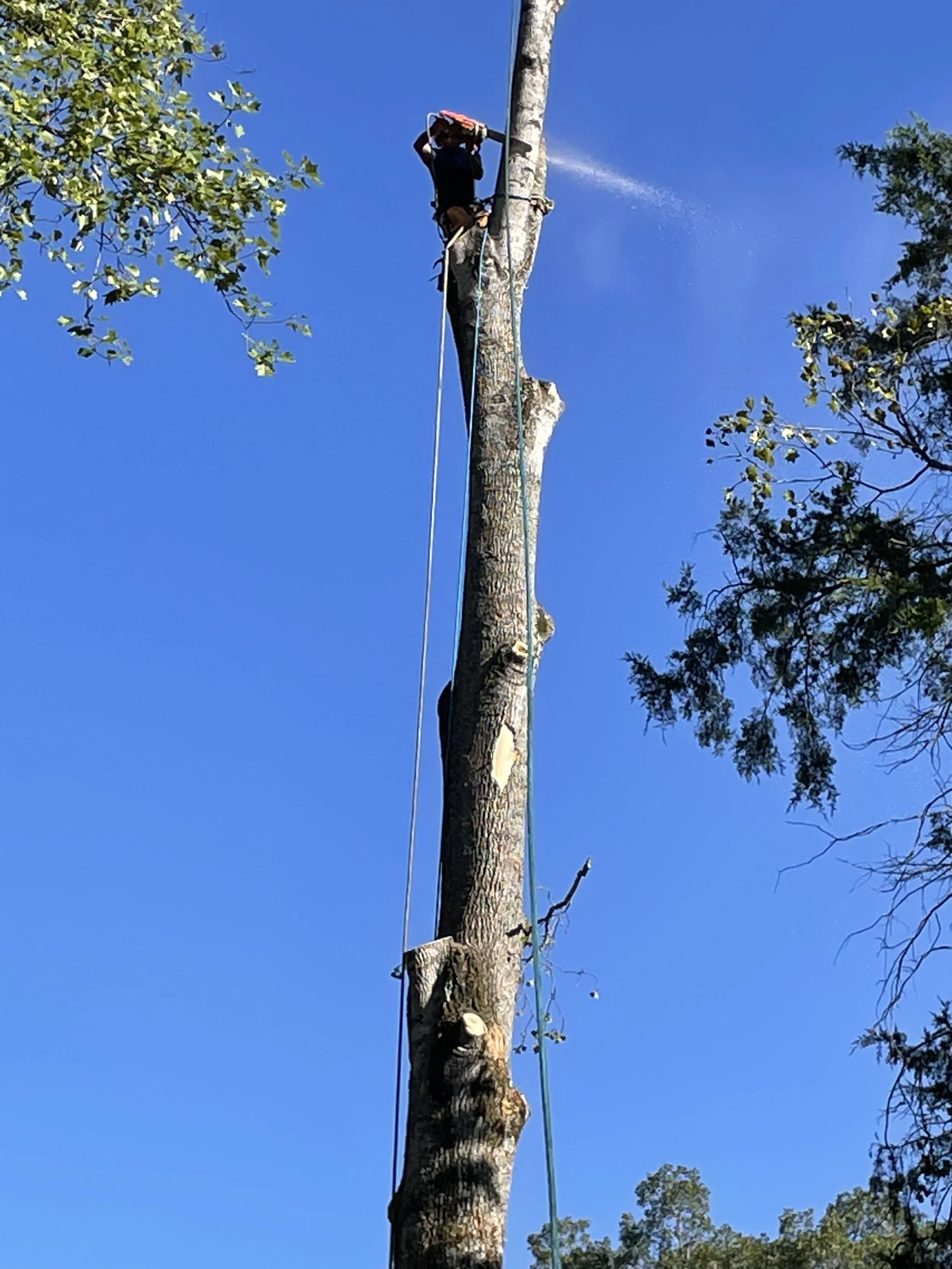 Tree Removal