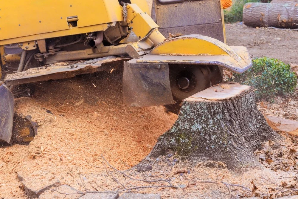 Close-up of a yellow stump grinder in action, grinding a large tree stump in a forested area.