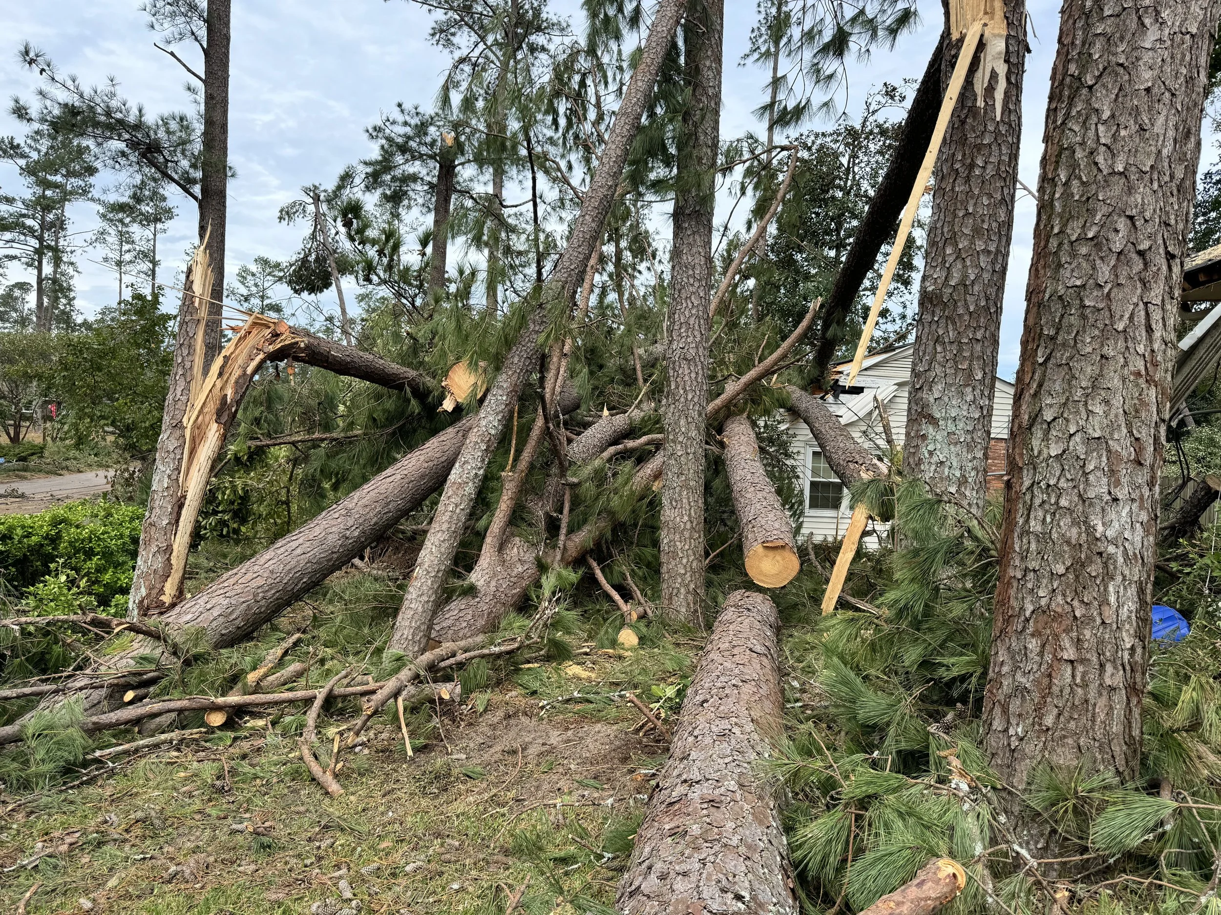 A large fallen tree has broken in half and is cutting through a house, with debris and branches scattered on the ground.