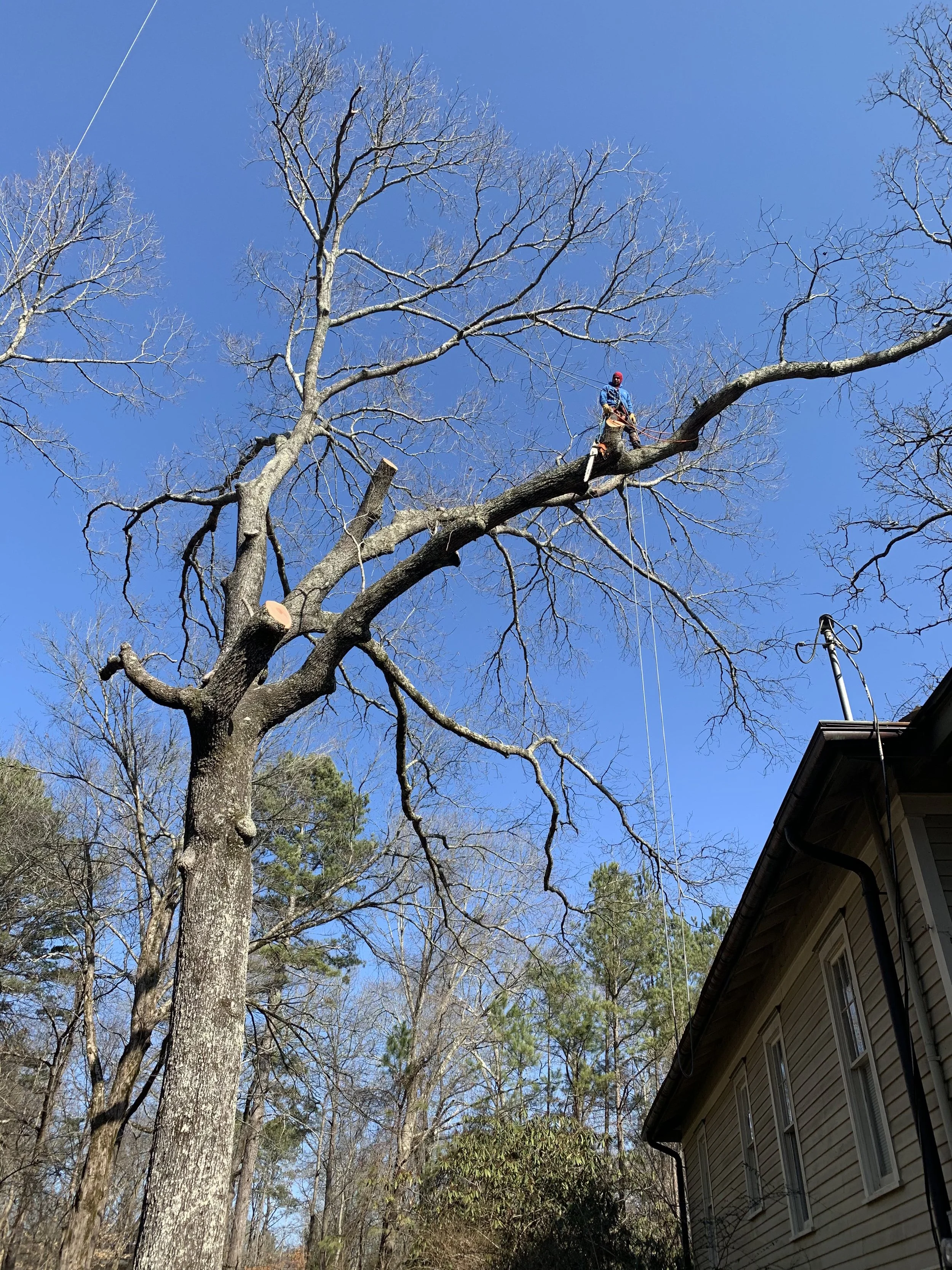 A person with safety gear tree cutting a large branch from a tall tree next to a house under a clear blue sky.