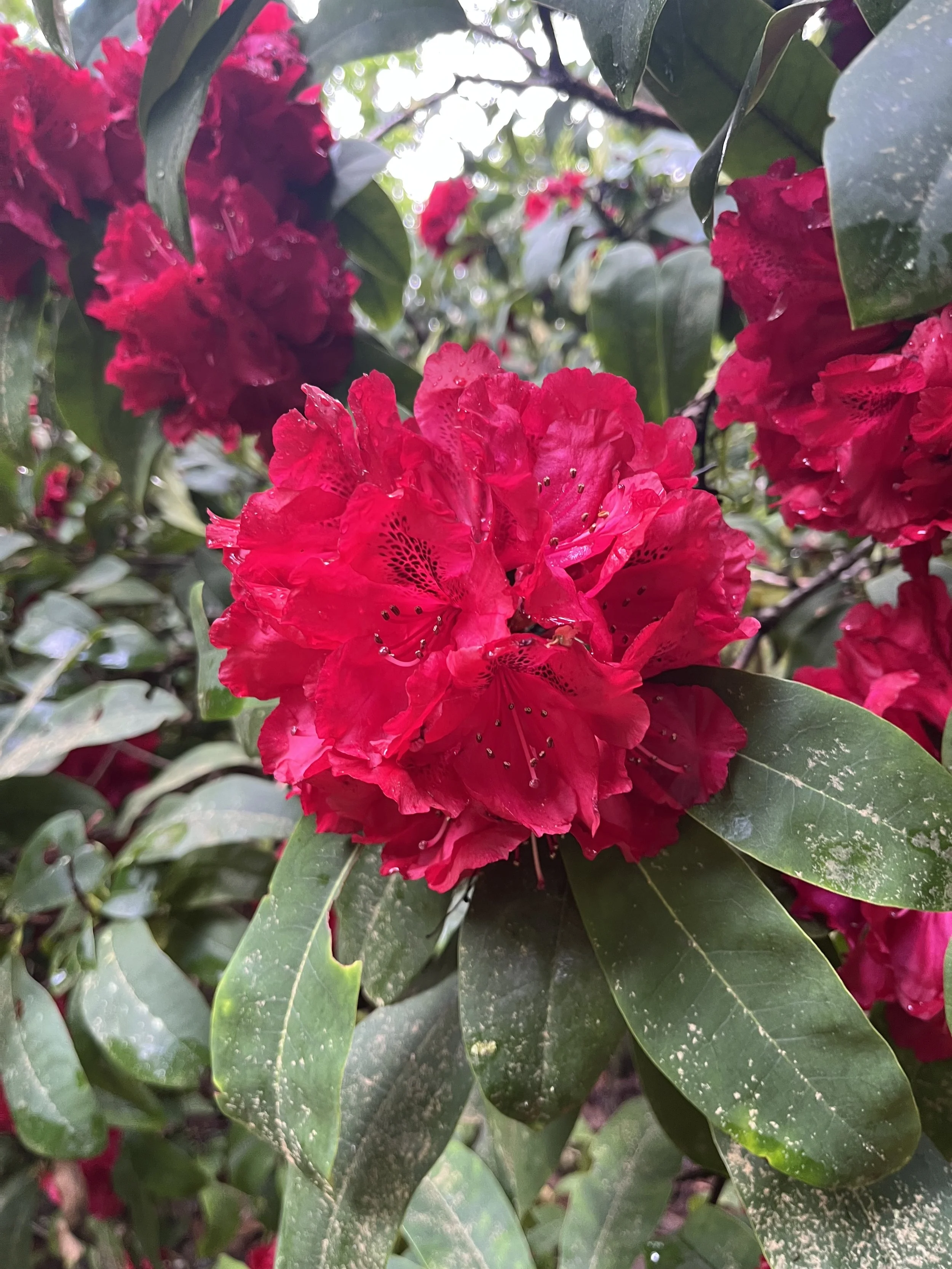 Close-up of vibrant pink azalea flowers with dark spots, surrounded by green leaves, some with spots and tears.