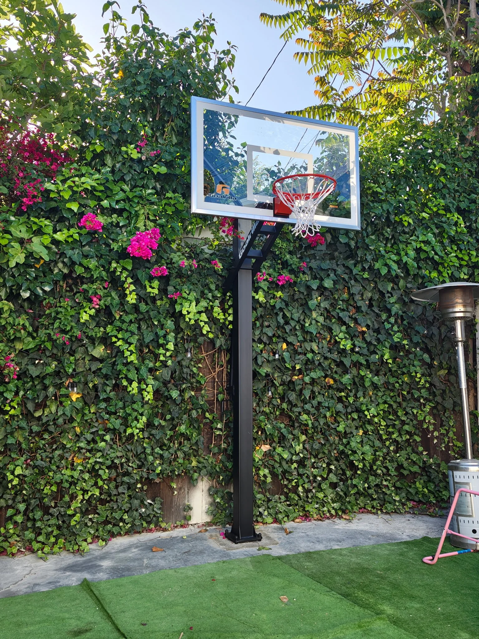 Outdoor basketball hoop with a clear backboard next to a tall hedge.