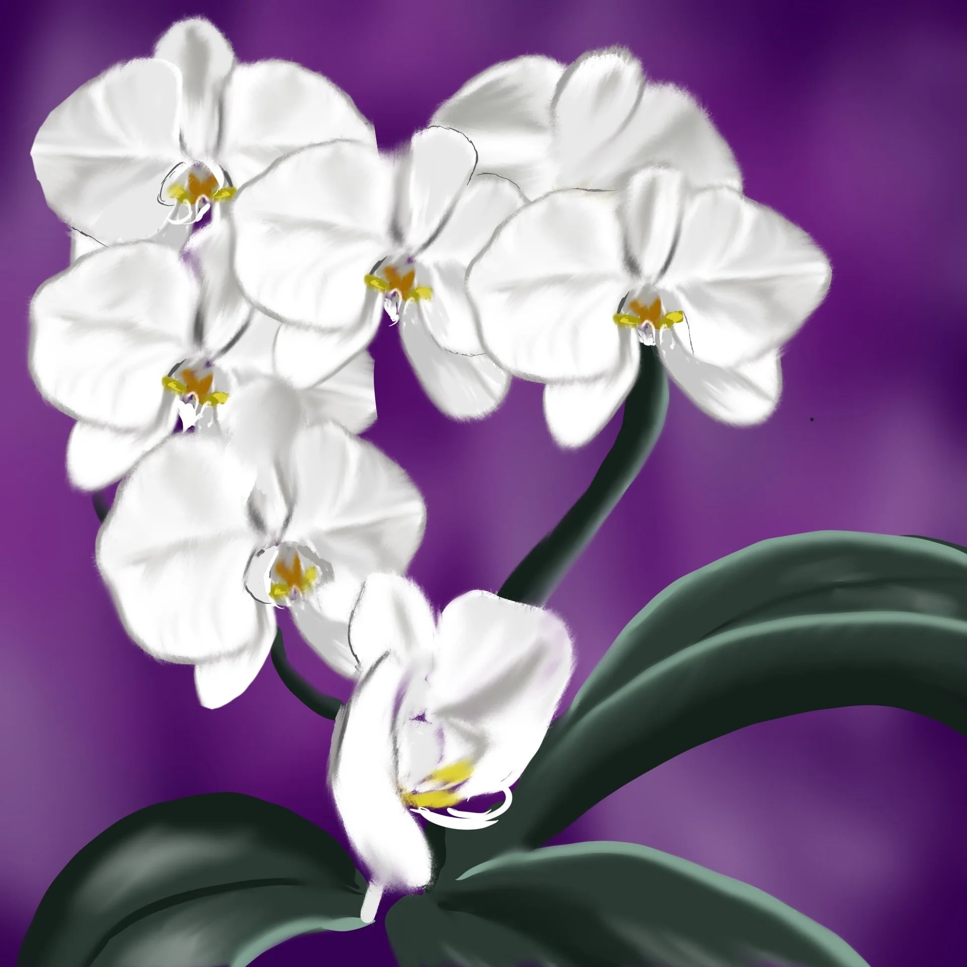 Orchid copy.jpg