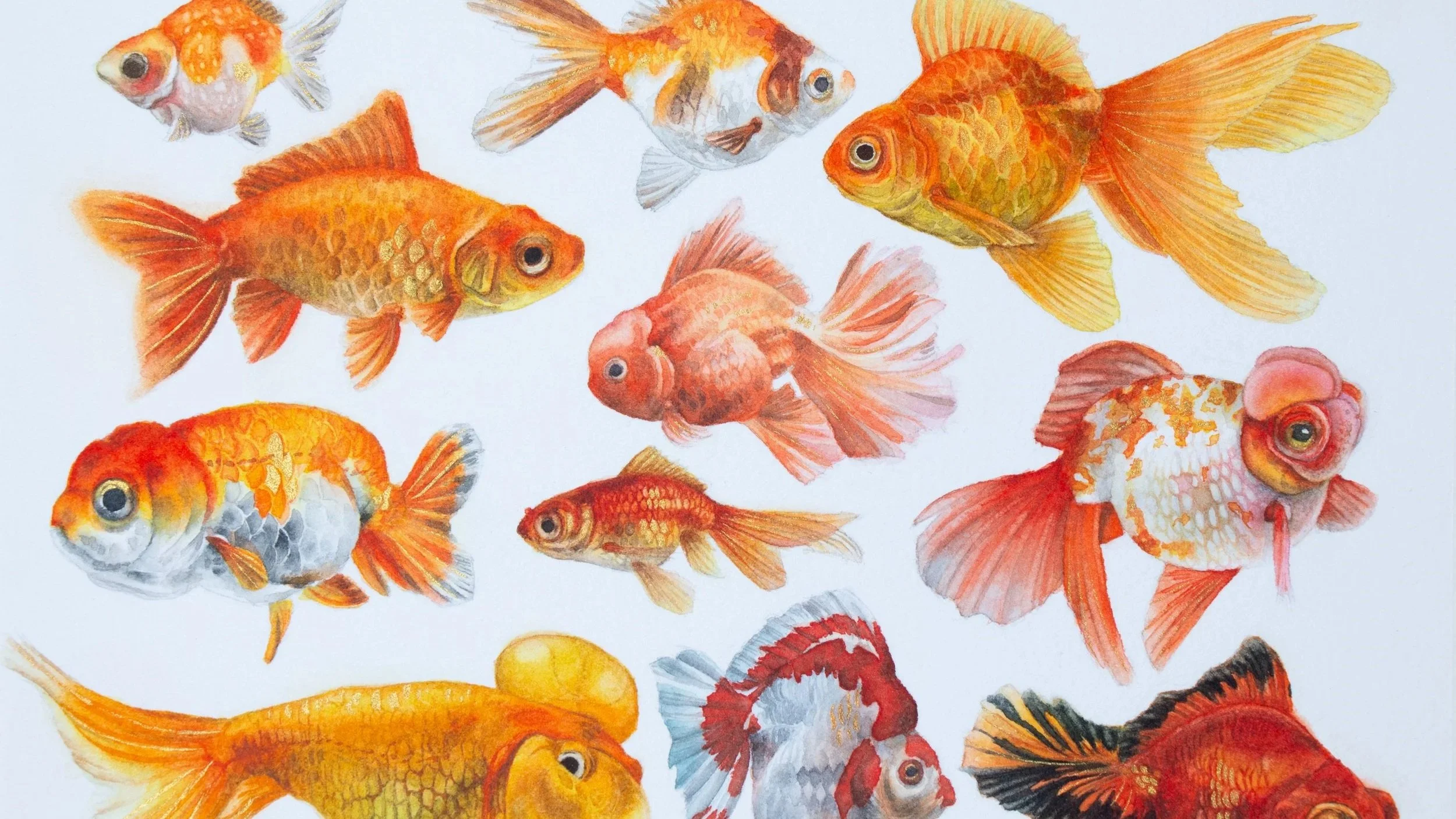 A collection of various colorful goldfish swimming against a light background.