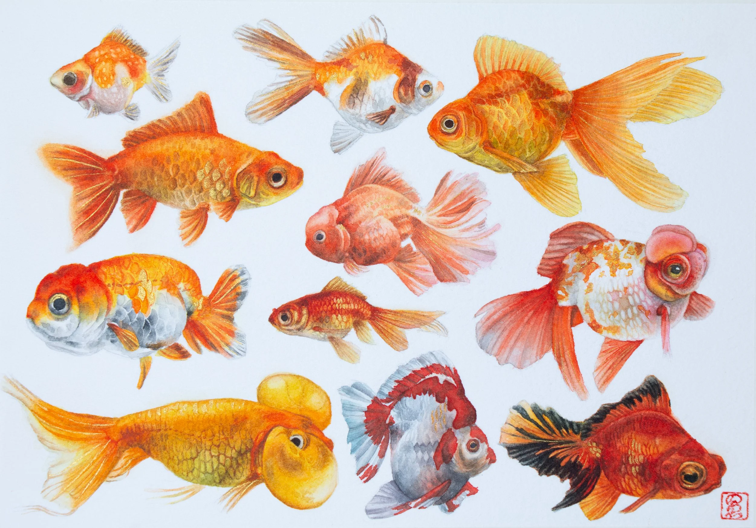 Goldfish collection | Watercolor on paper | 22.7 x 15.7 cm | 2026