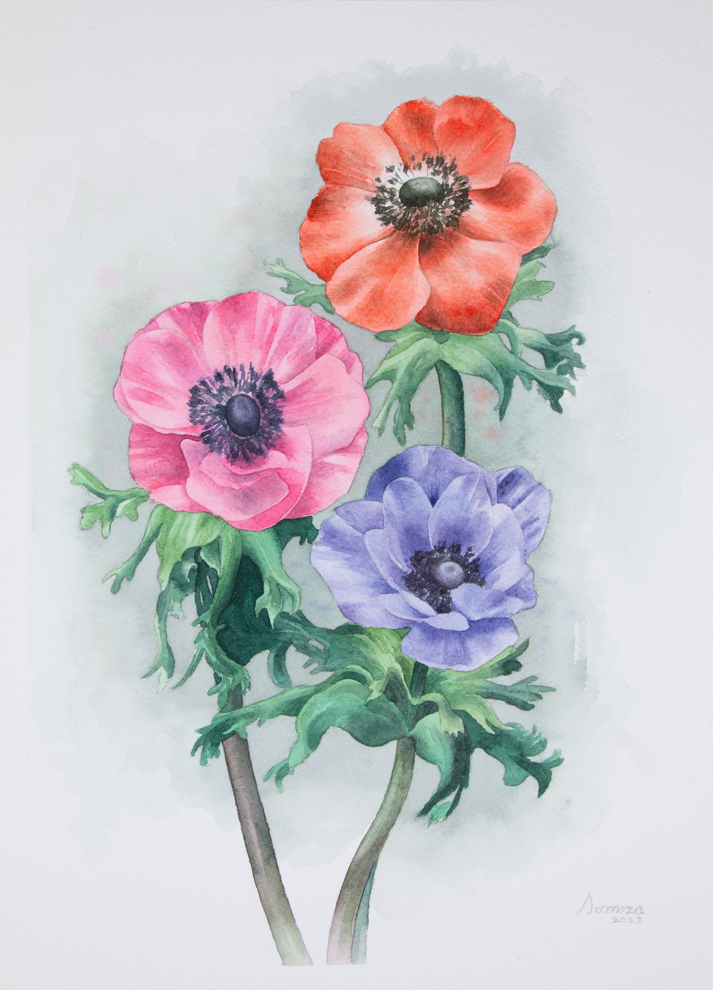 アネモネ (Anemone) | Watercolor on paper | 23 x 31 cm | 2020
