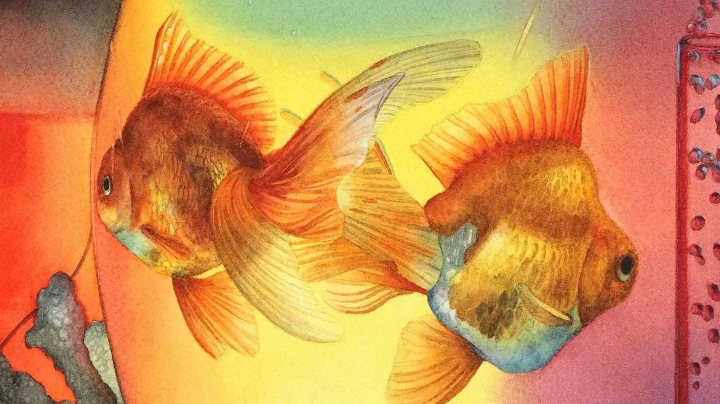 Illustration of two colorful goldfish swimming side by side in water.