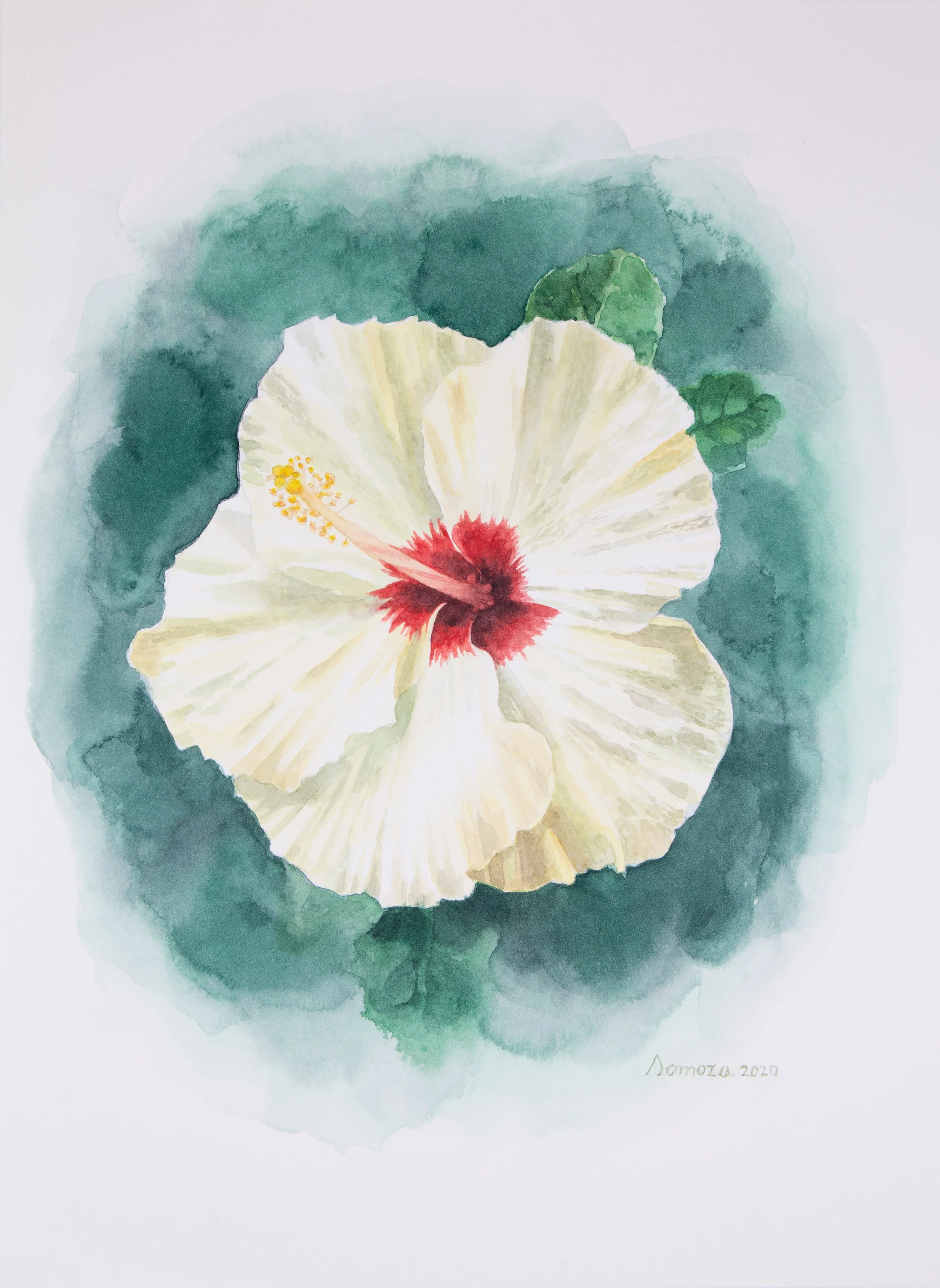White hibiscus | Watercolor on paper | 23 x 31 cm | 2020