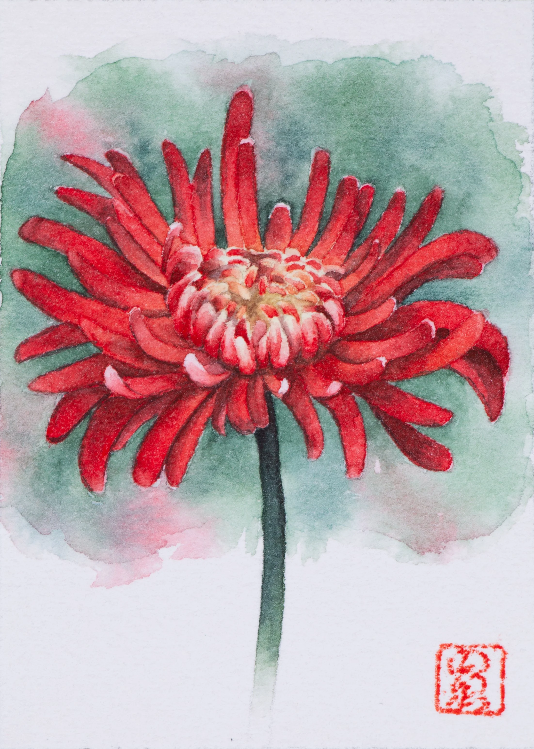 Red chrysanthemum | Watercolor on paper | 8.8 x 6.3 cm (ACEO) | 2026