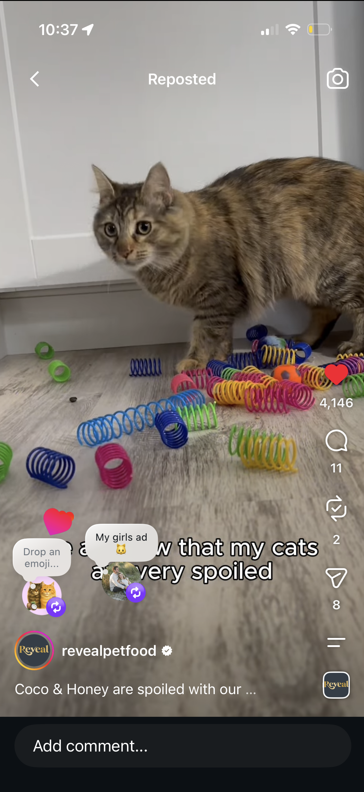 Ad Work for Cats