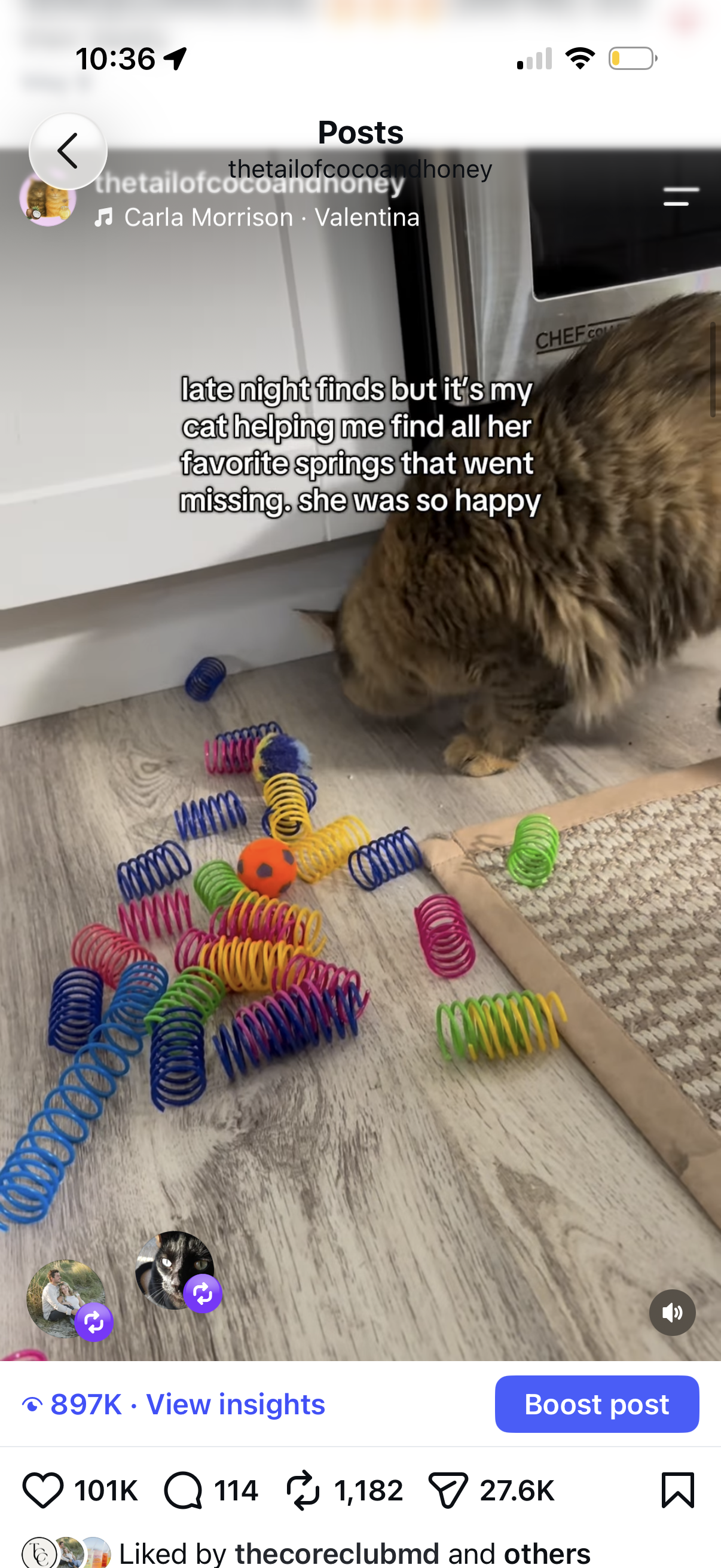Viral Video From Cat's Page