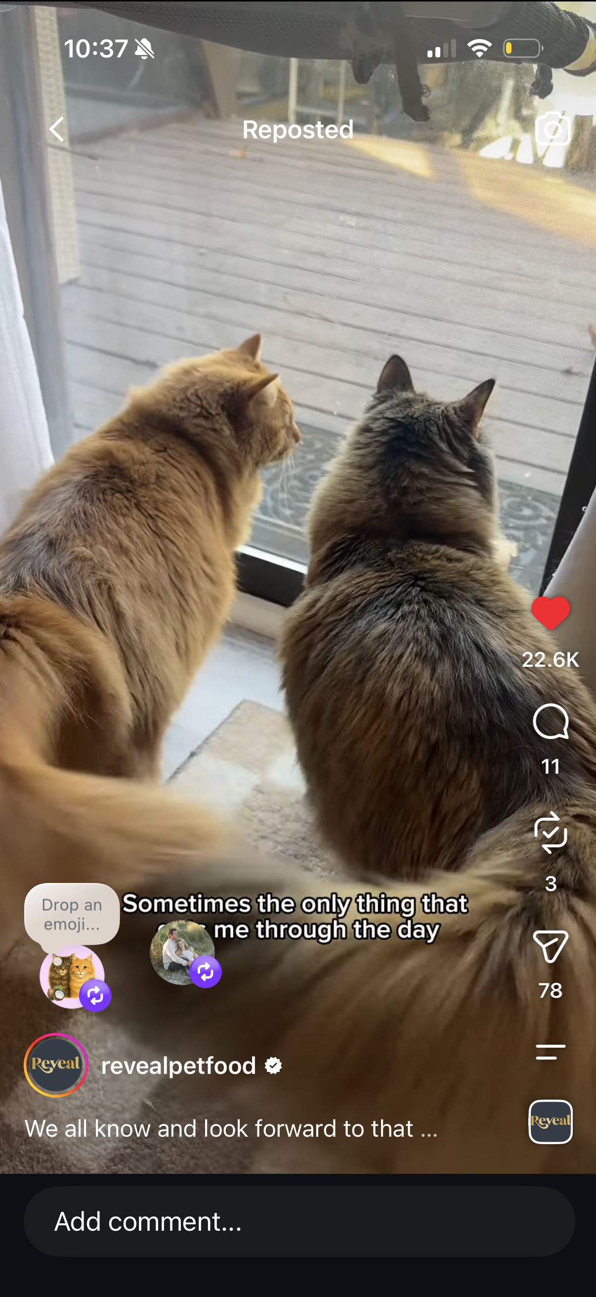 Cat's Ad Work 