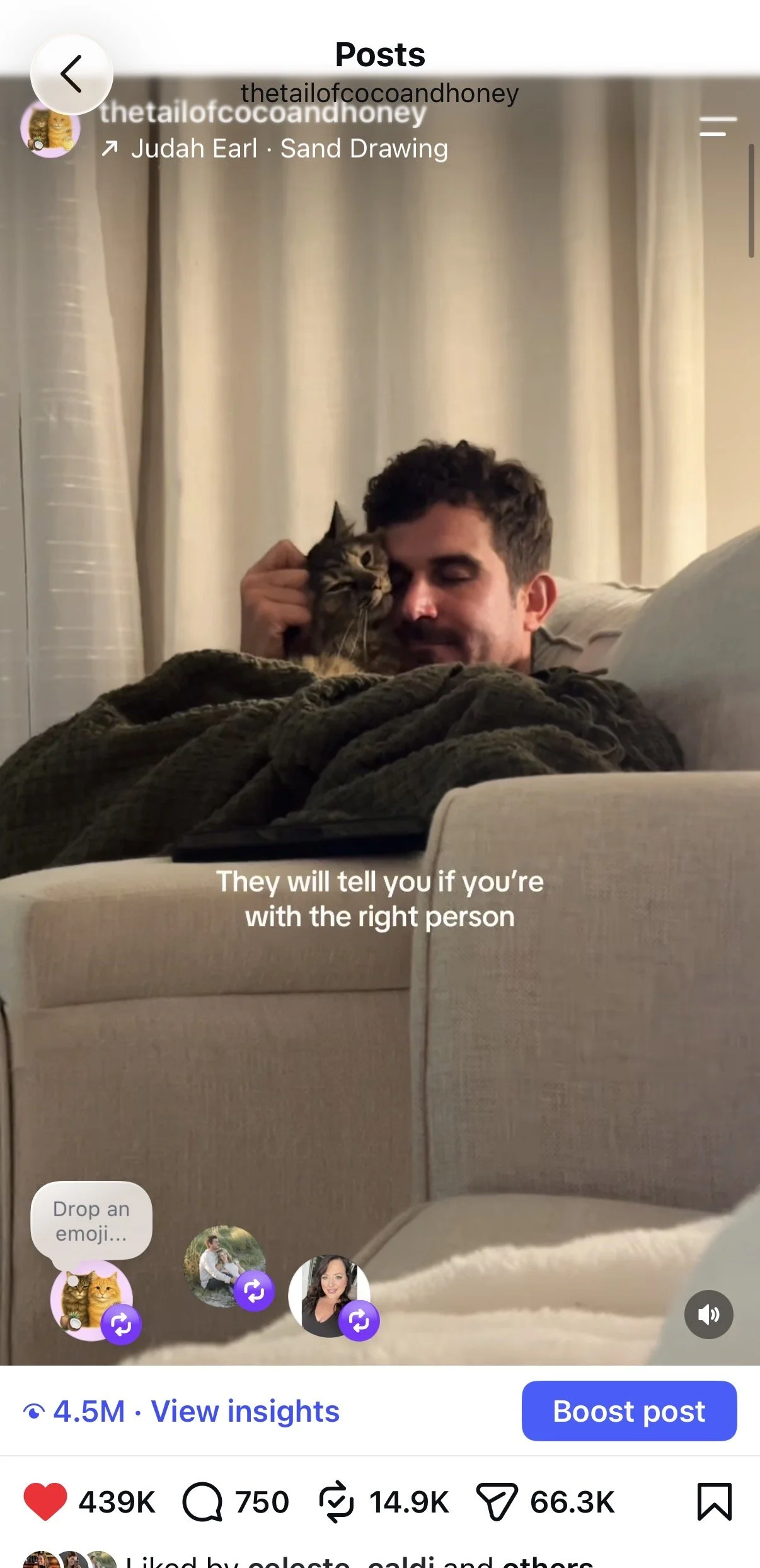 Viral Video for Cat Page