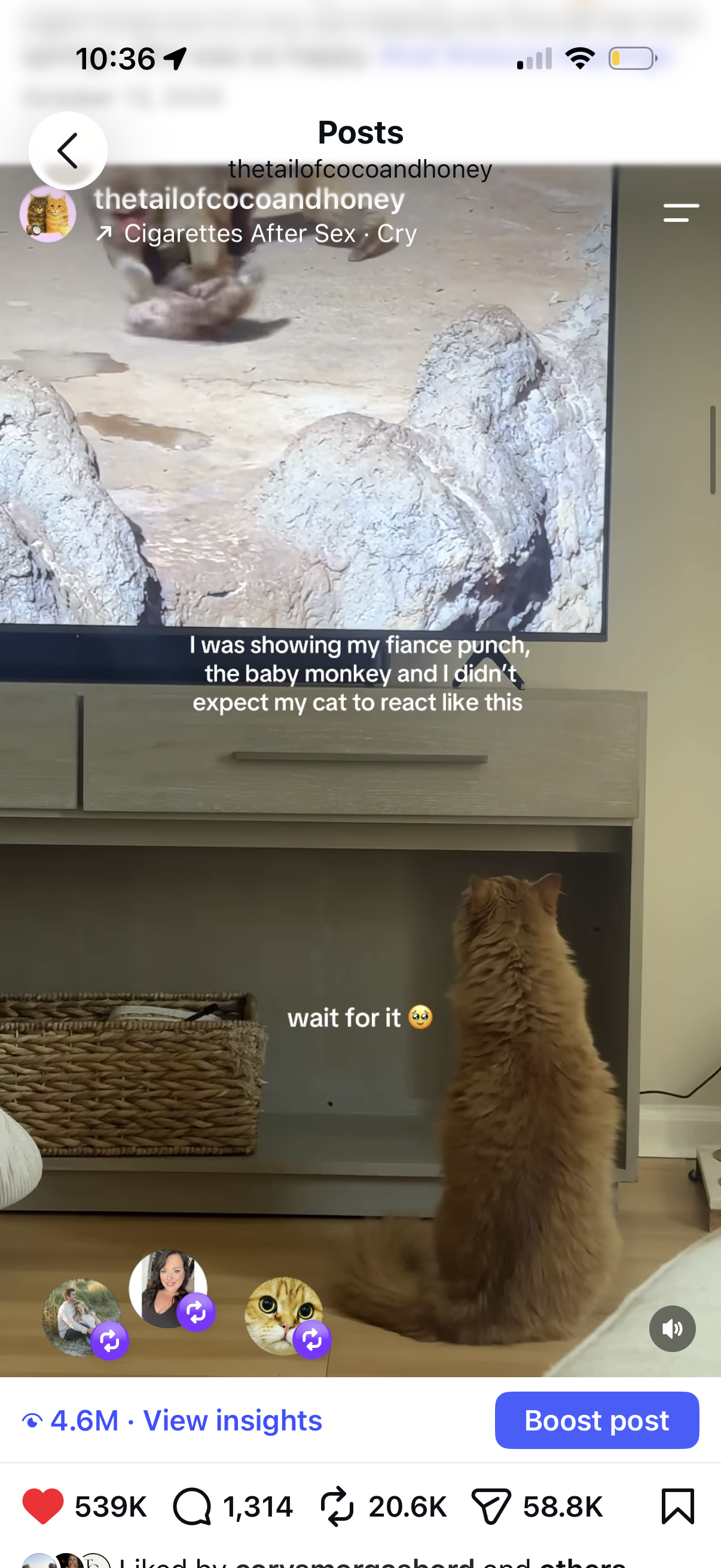 Viral Video From Cats